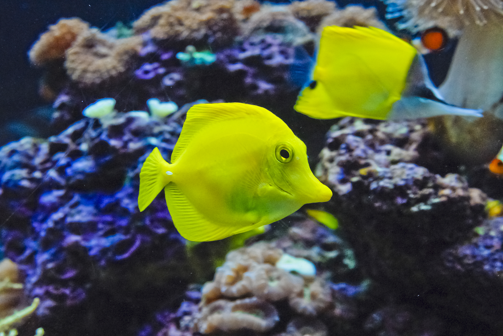 yellow angelfish with long nose butterfly fish