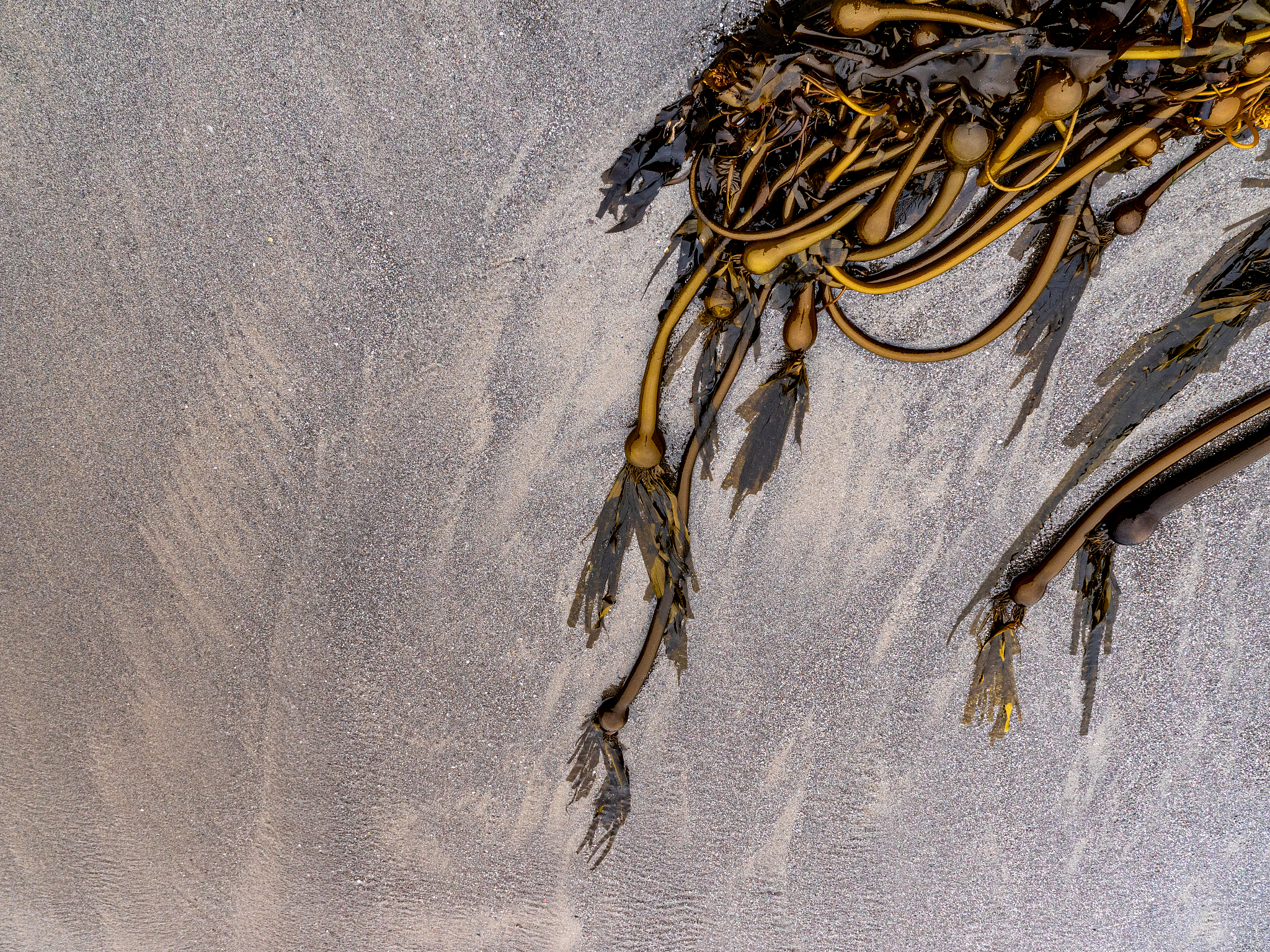 detail of golden seaweed resting in wet sand by the ocean