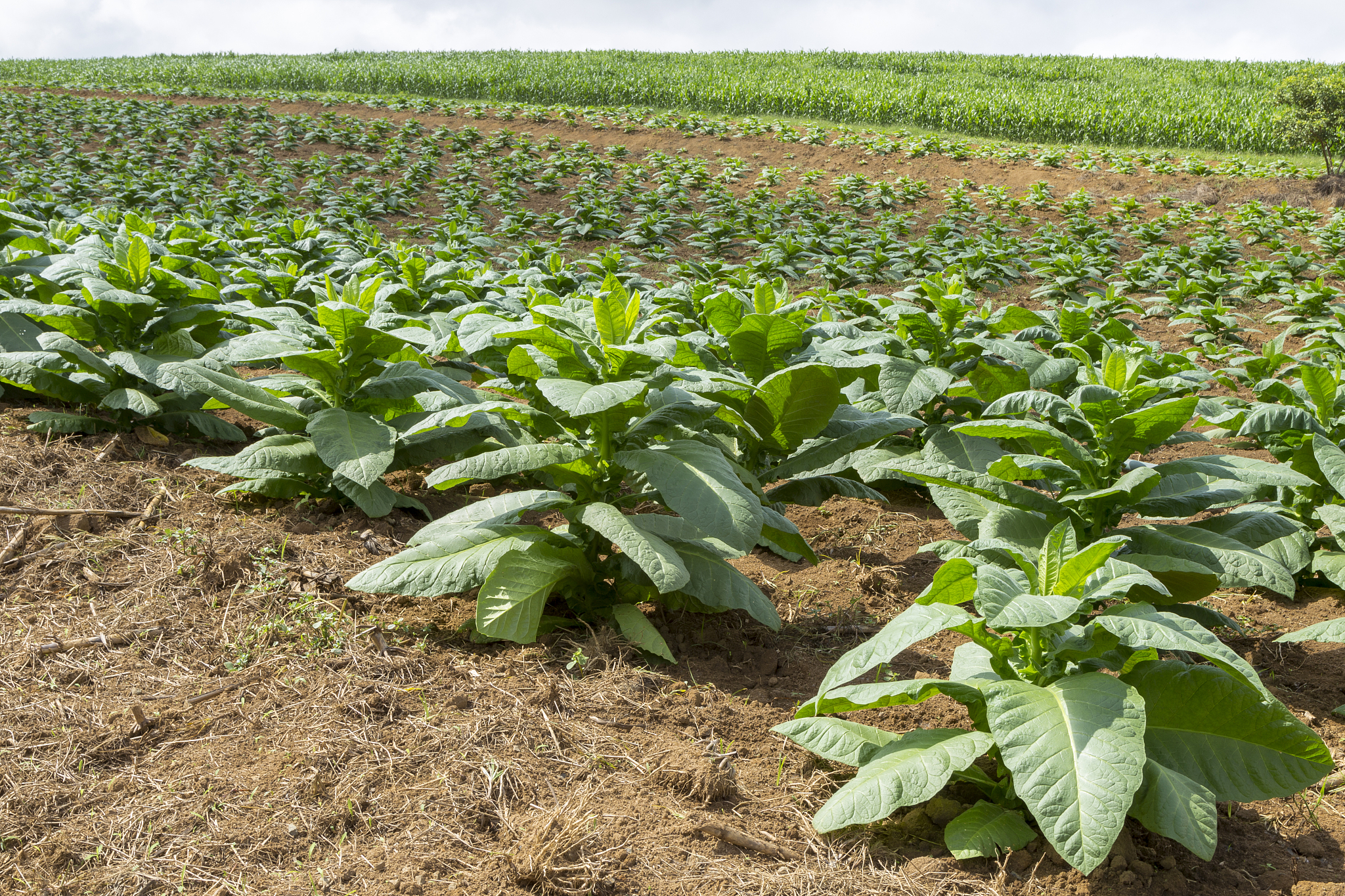 过硫酸氢钾复合盐解决烟叶种植重茬问题