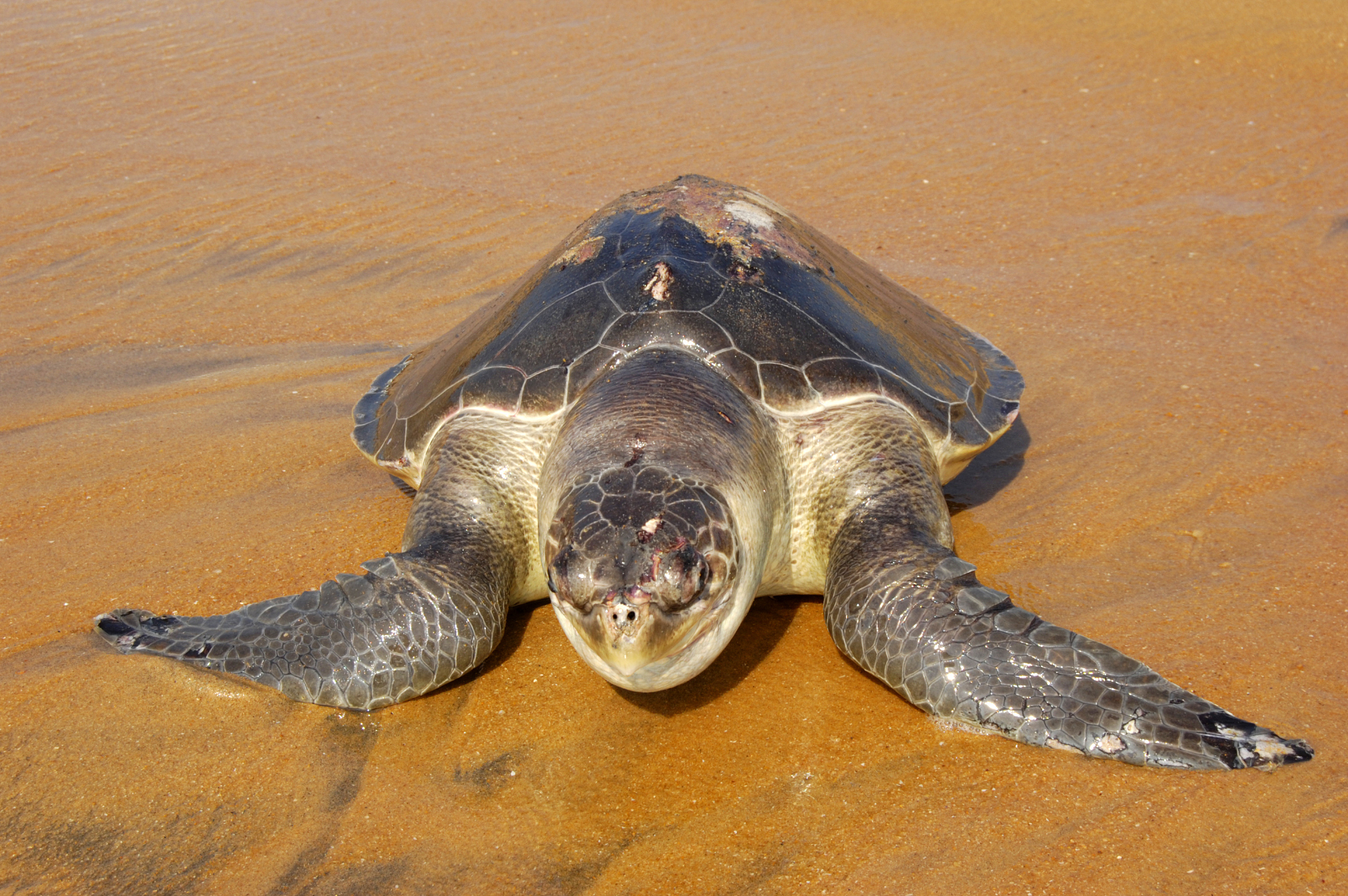 sea turtle