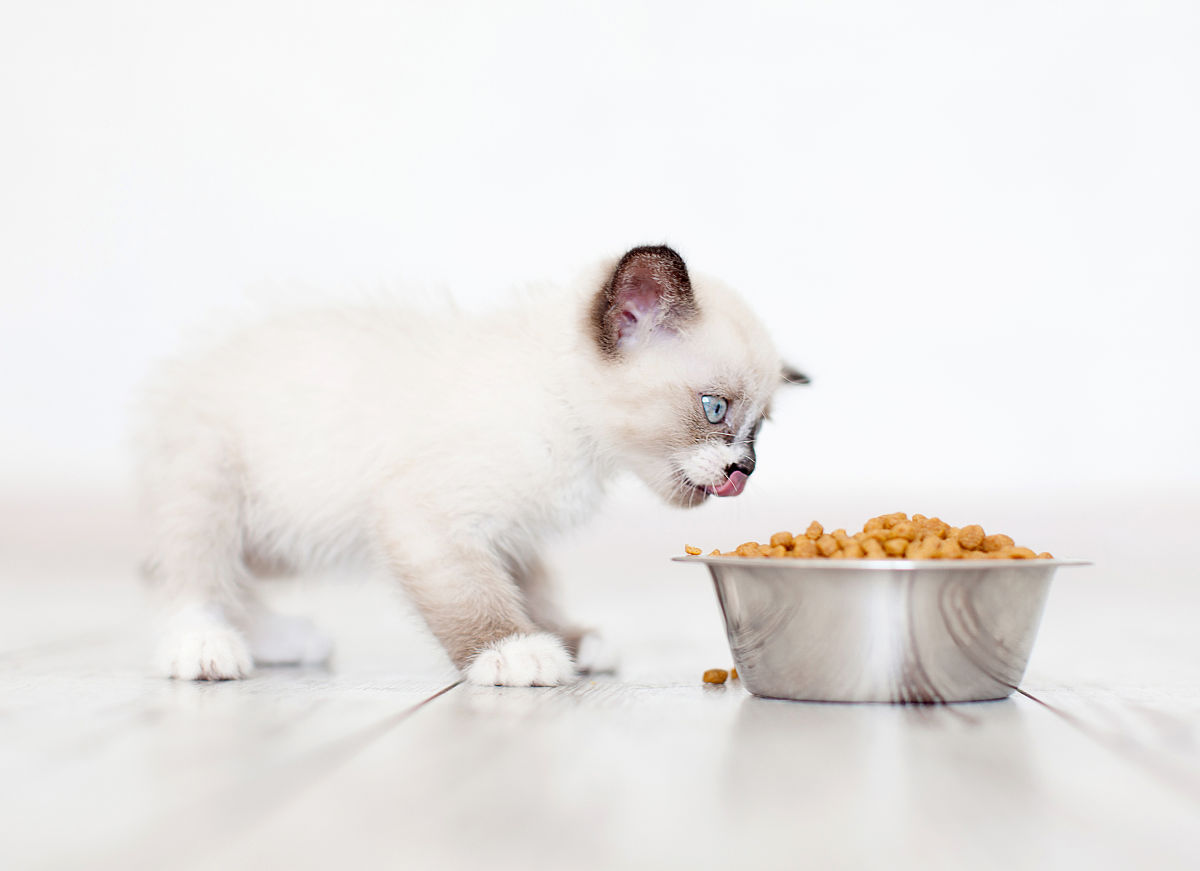 以一名猫咪主人的口吻写篇500字： 如何让你的猫咪保持健康的饮食习惯？