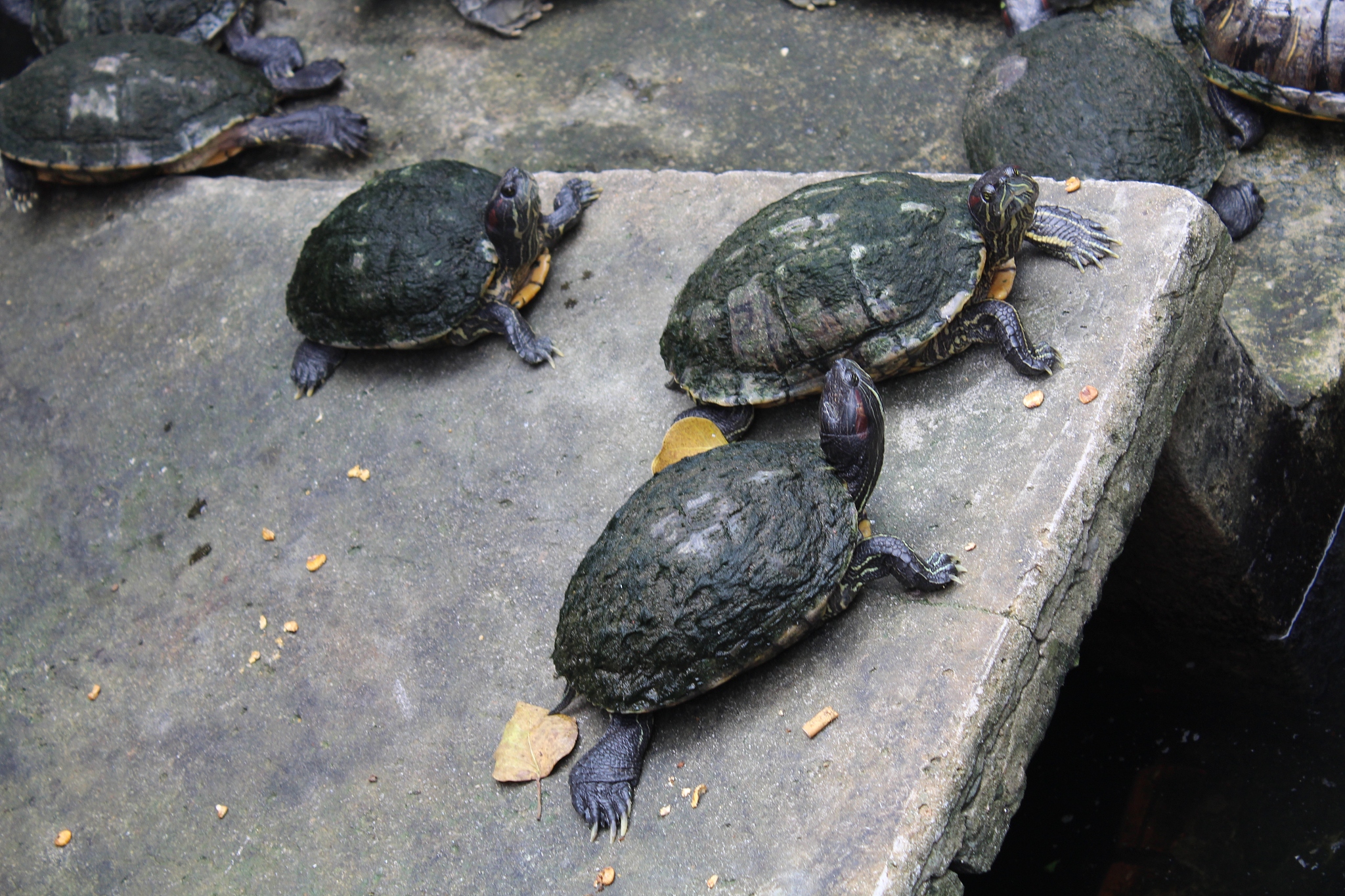 turtles