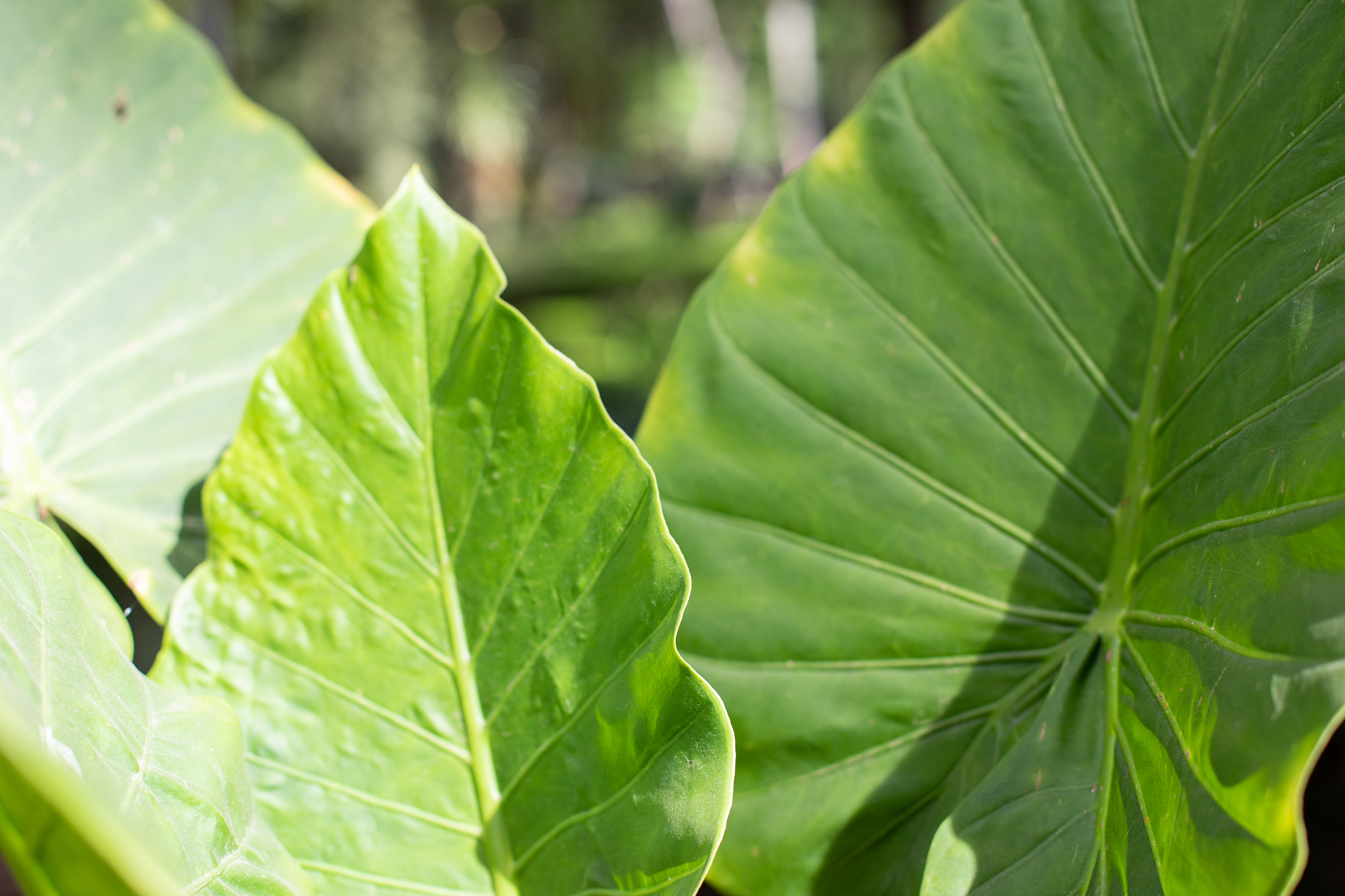 large green leaves, mexico