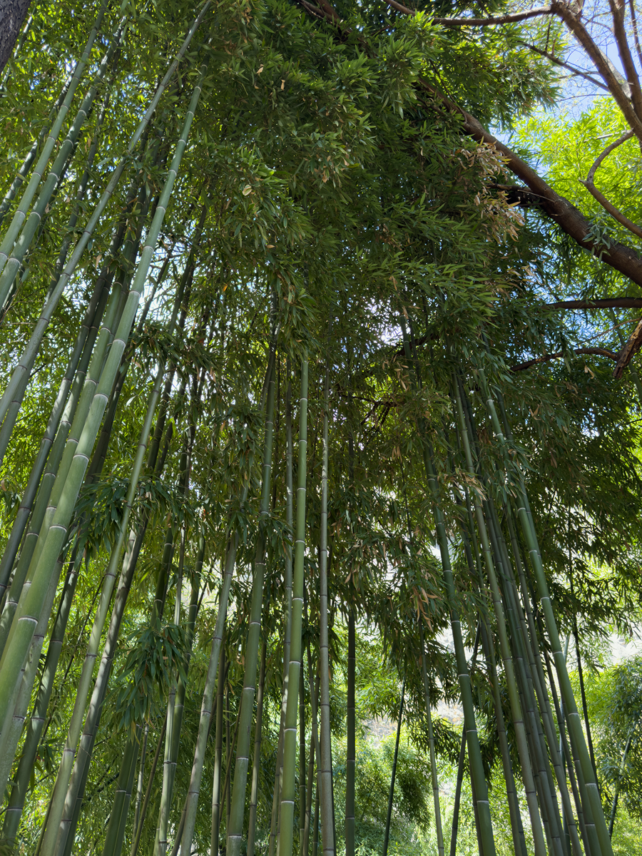 如何理解绿水青山就是金山银山等新发展理念？