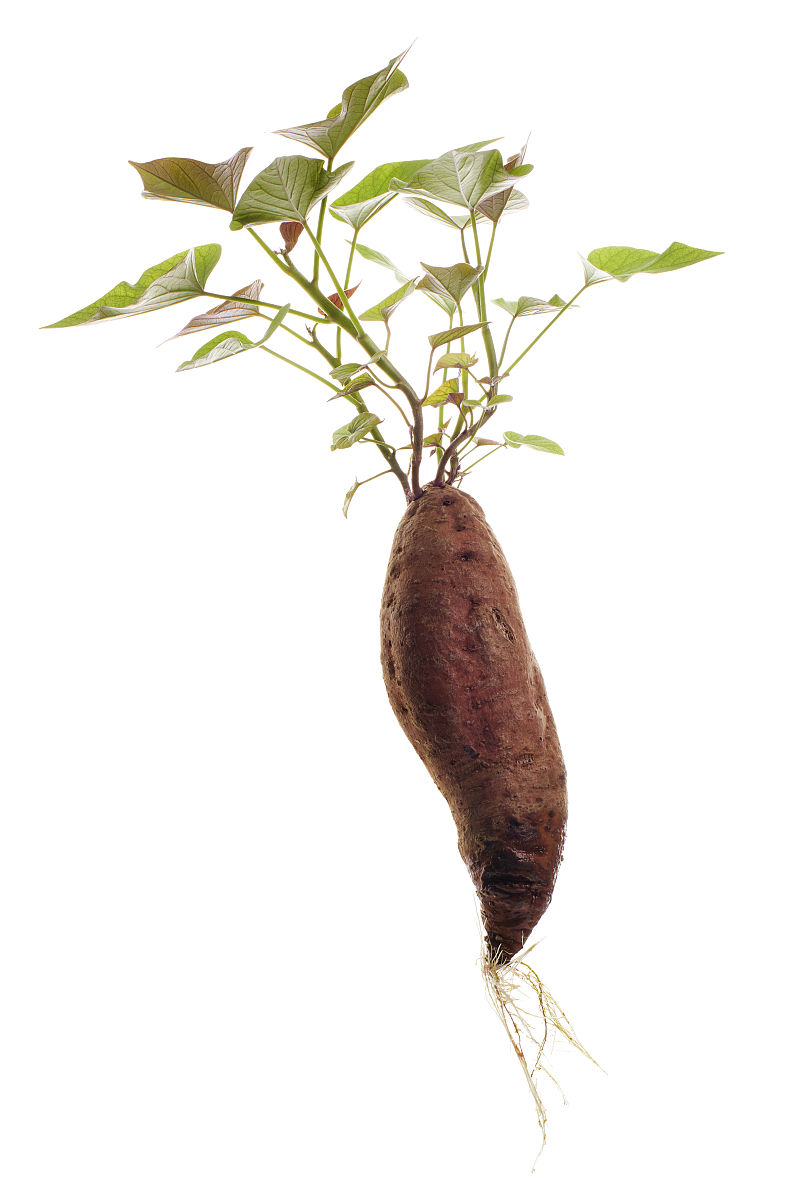 甘薯芽,甘薯根带嫩叶,孤立在白色背景上,带修剪路径