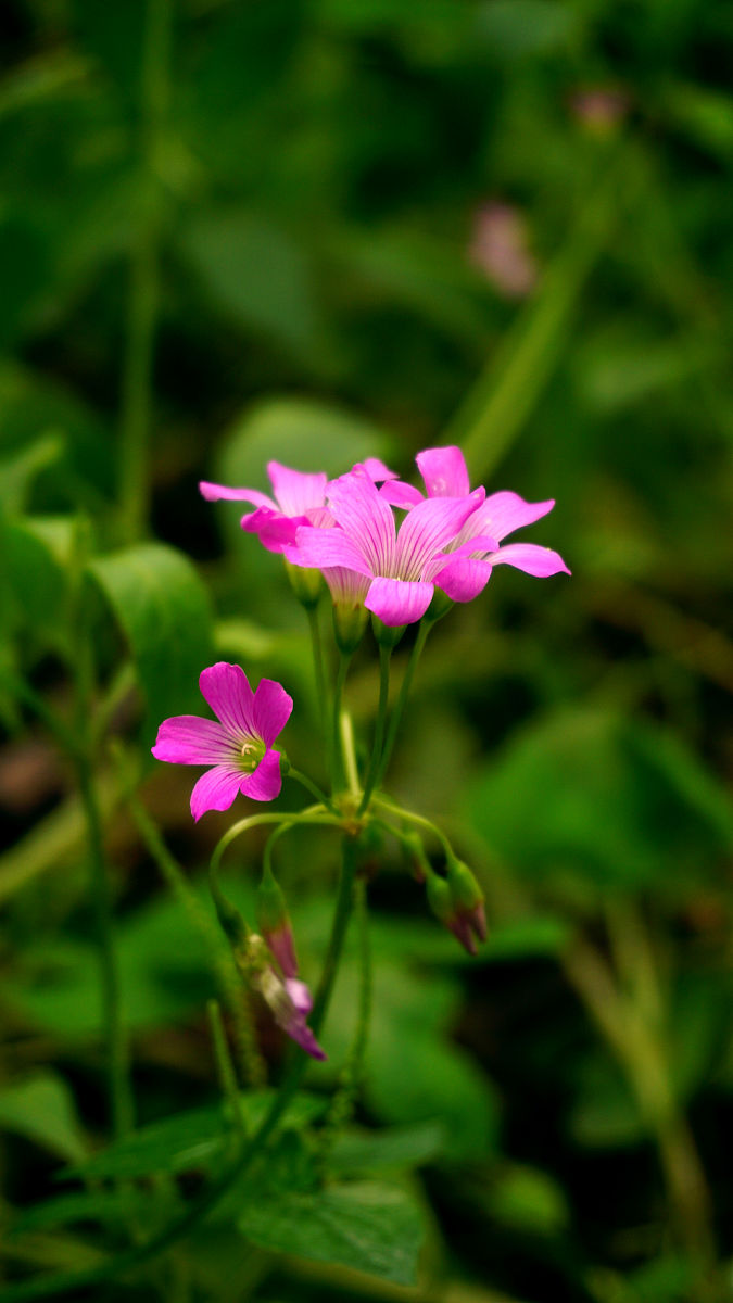 中药里的甘草、紫草、青蒿、赤芍、生地黄、金银花、牡丹皮、、生薏苡仁、白花蛇舌草、土茯苓、防风、荆芥有哪些副作用