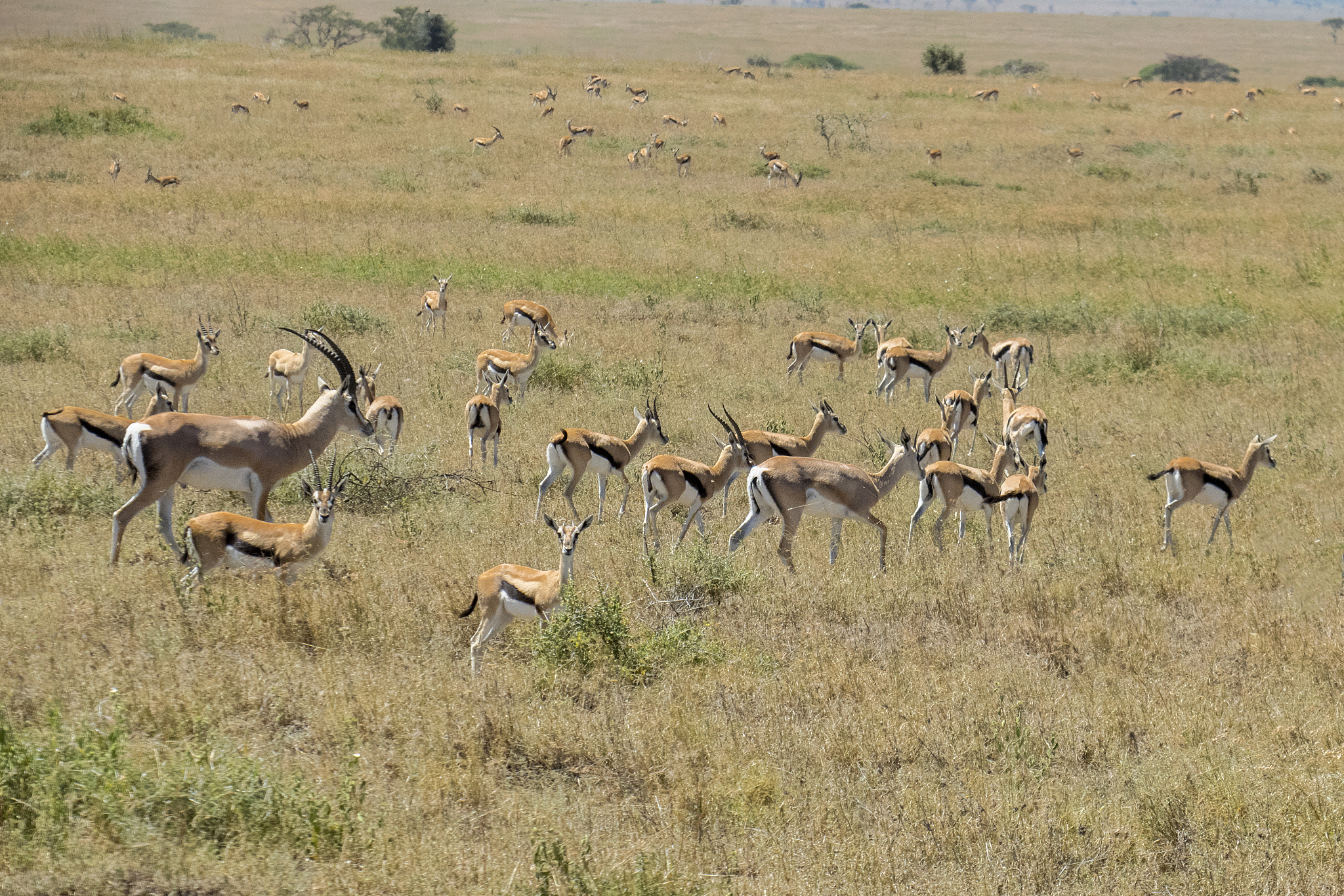 a herd of antelope in serengeti national park