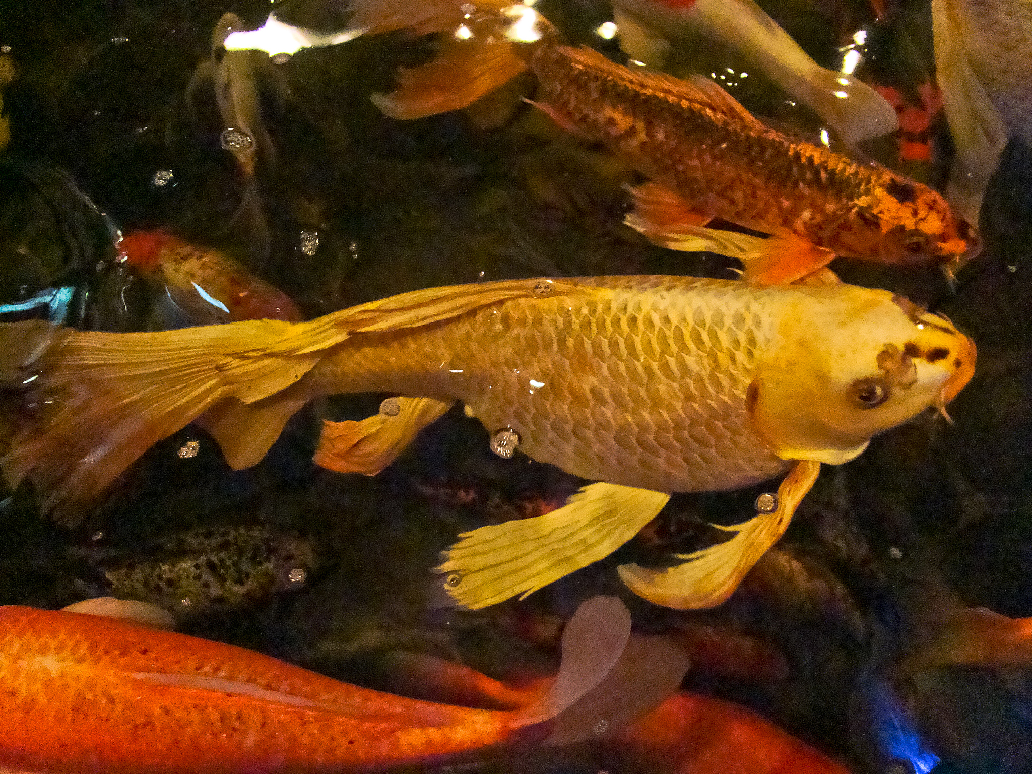 银龙鱼烂尾怎么办？快速解决方法及预防措施