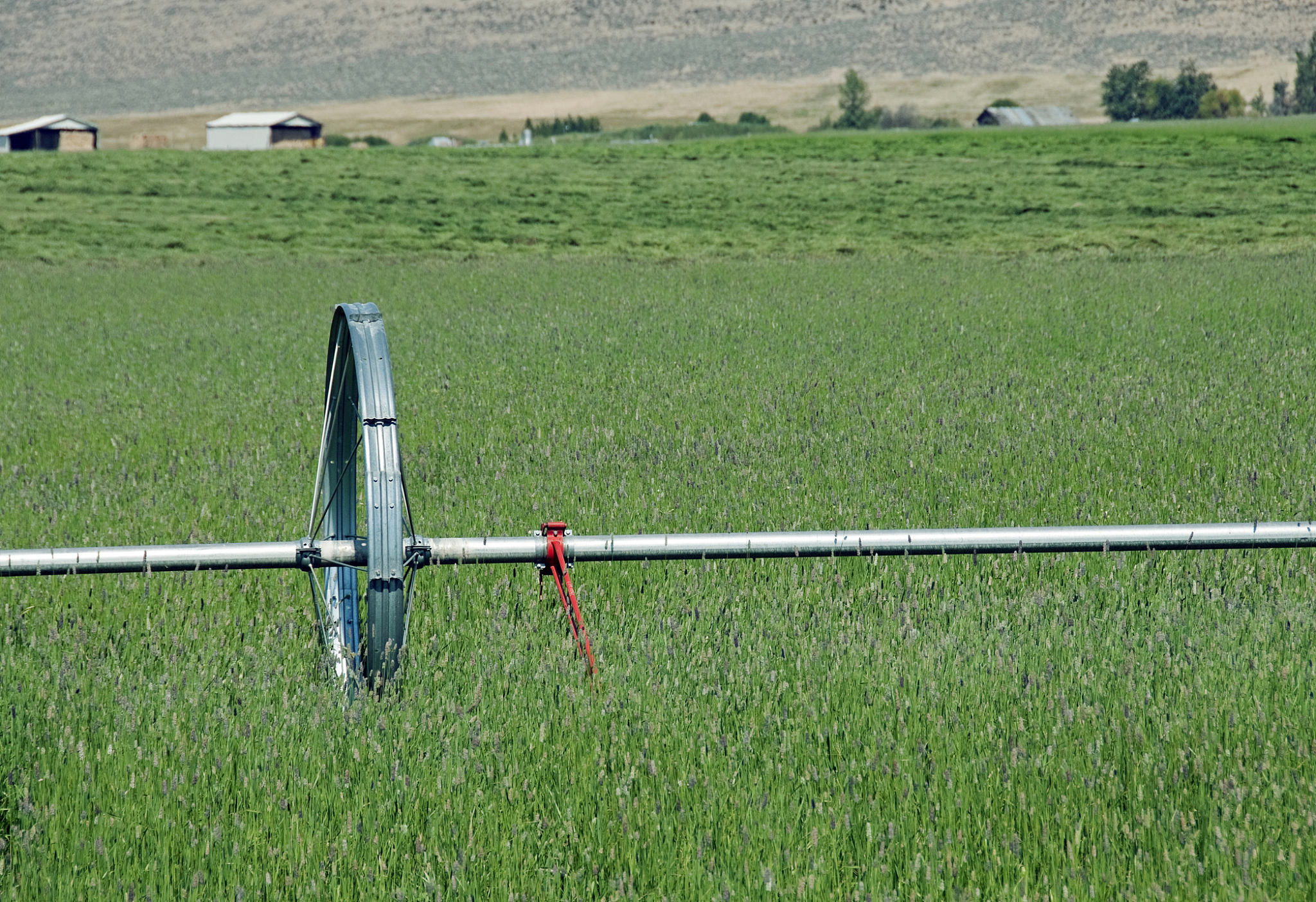 润色下面的中文表述使其表达更加简洁、逻辑性强、学术化符合中文论文风格。本研究假设牧草的生物量不仅与冠层覆盖度相关而且与苜蓿株高Hclover、禾本草株高Hgrass农艺参数相关。
