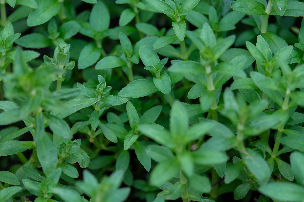 请帮我写1篇650字的博客文章主题是：南非叶的功效与作用