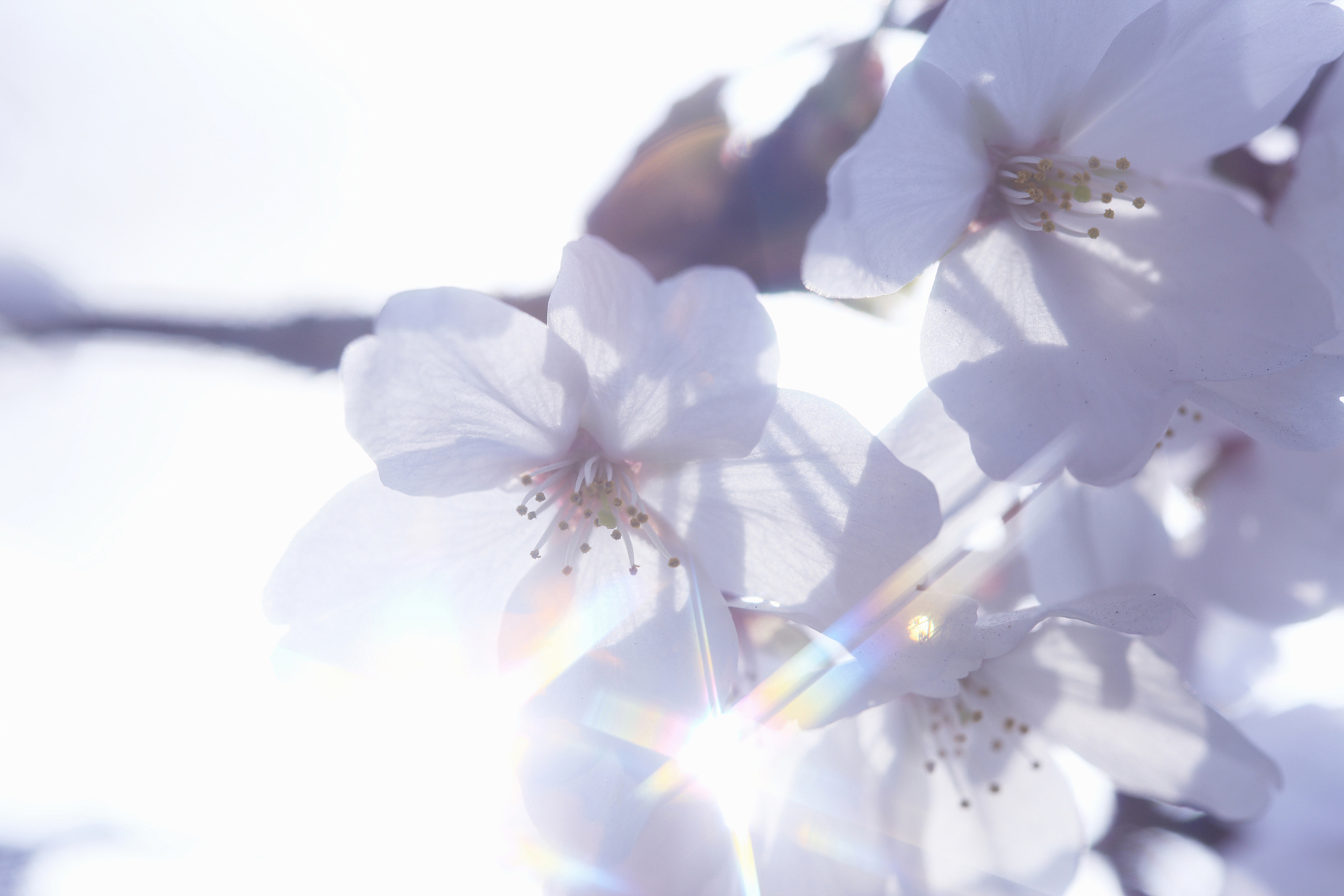 cherry