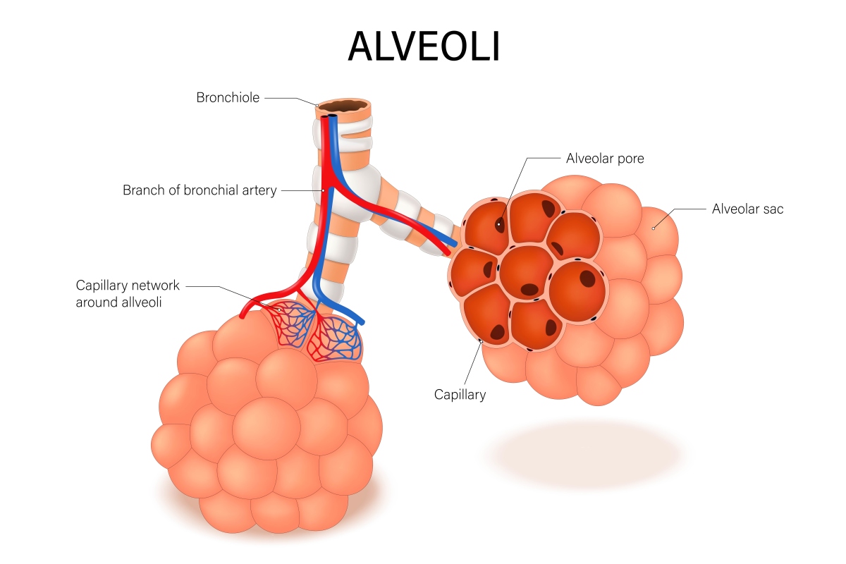How does the heart work with the lungs to ensure oxygenated blood is distributed throughout the body
