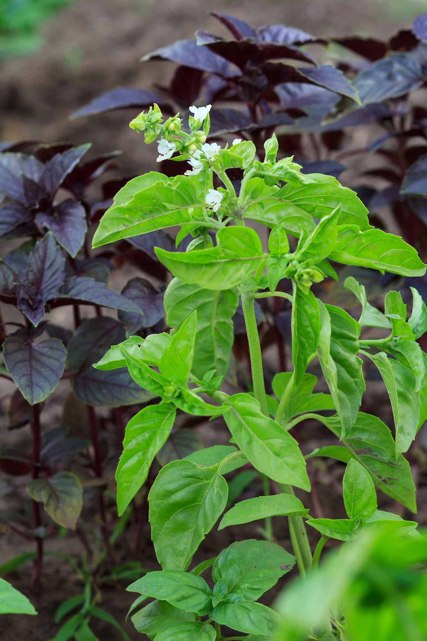 close up plants of basil on the garden bed.