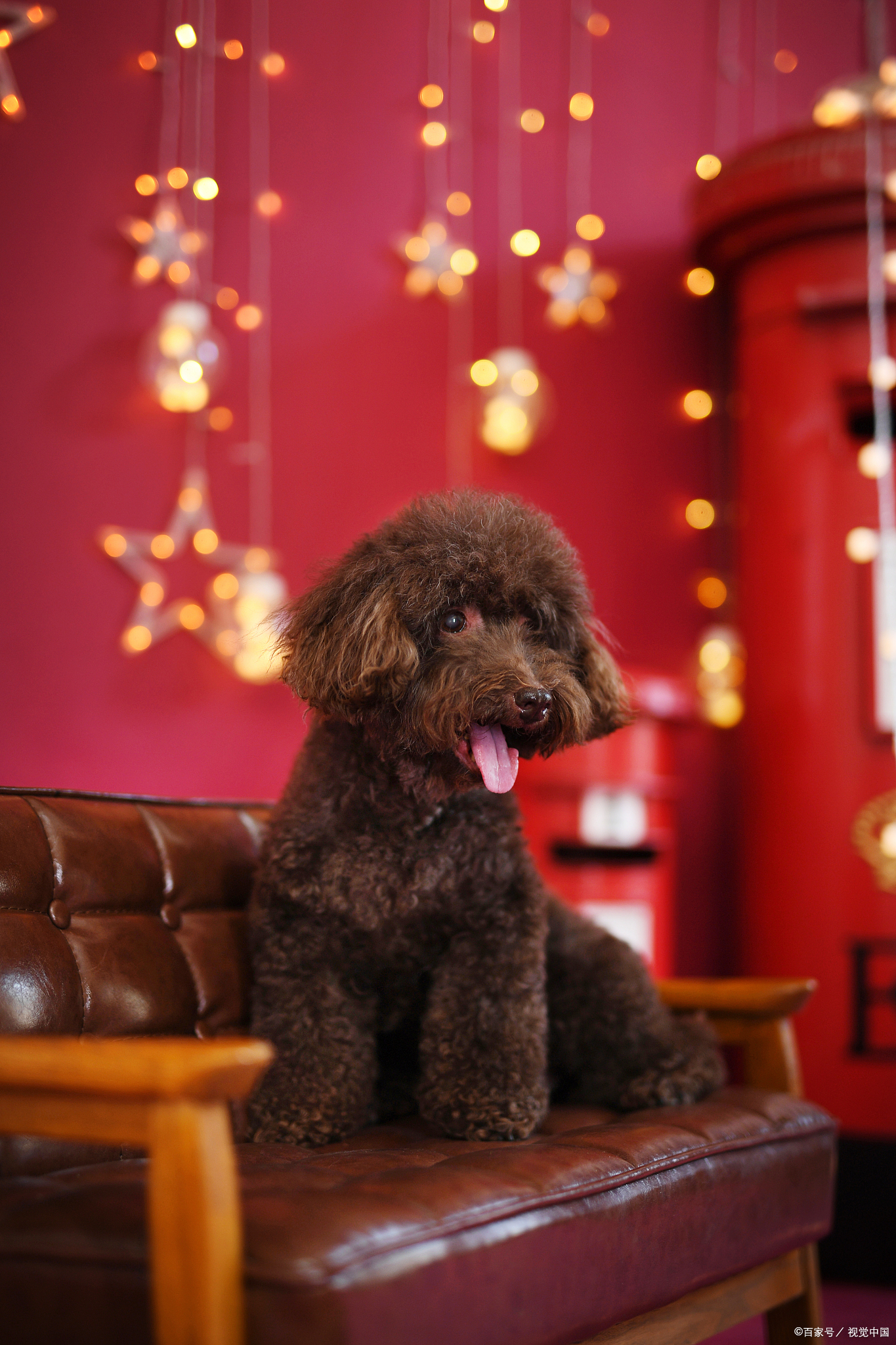 泰迪智商排名，跟你想象的一样吗