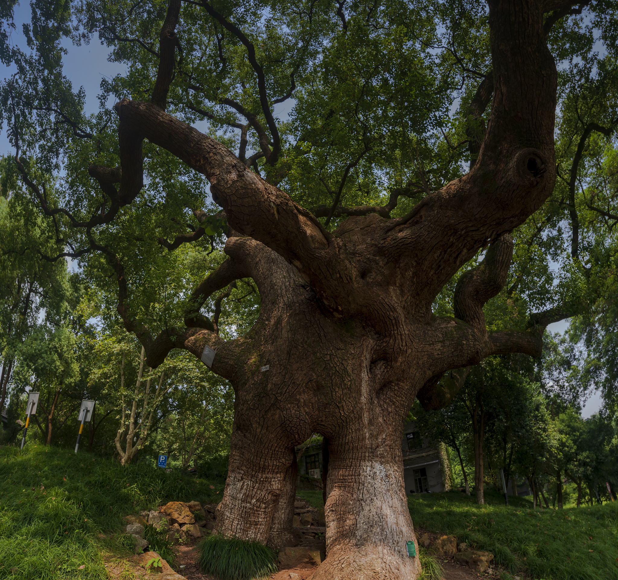 河南老家树：乡土情怀的见证