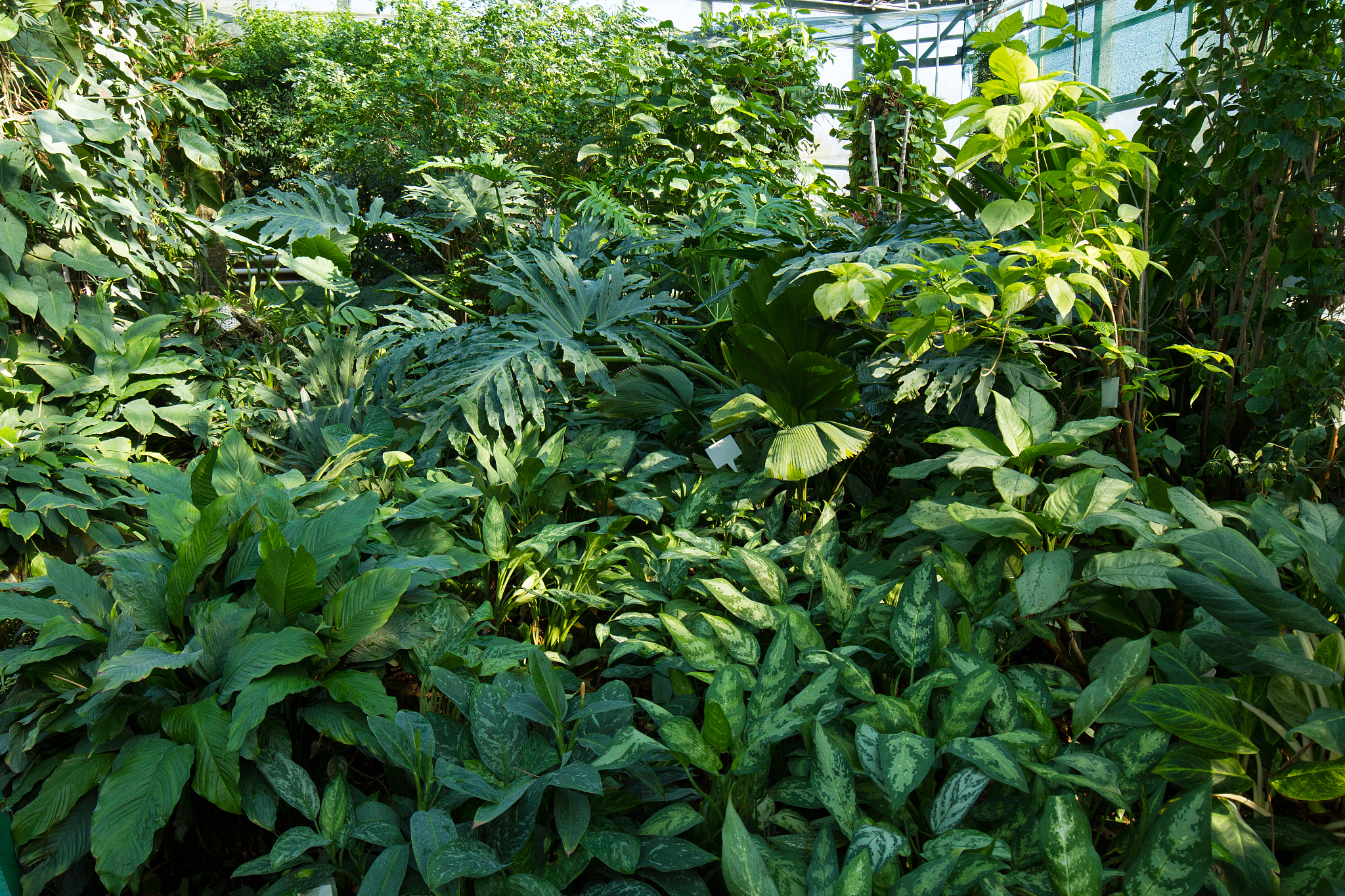 background with green leaves.