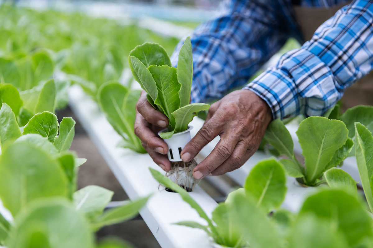不打农药不施化肥也能高产的蔬菜有哪些？