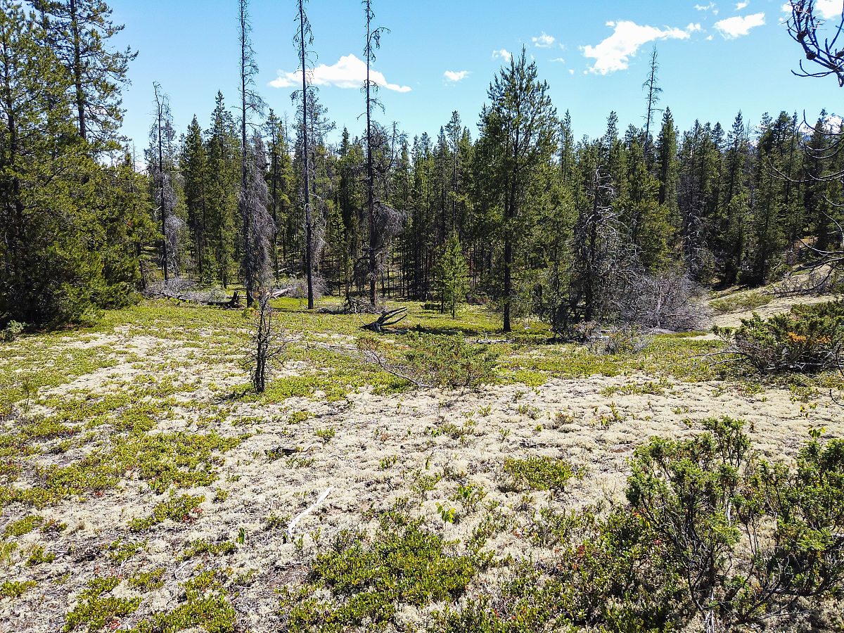 草原生态系统的特点及保护