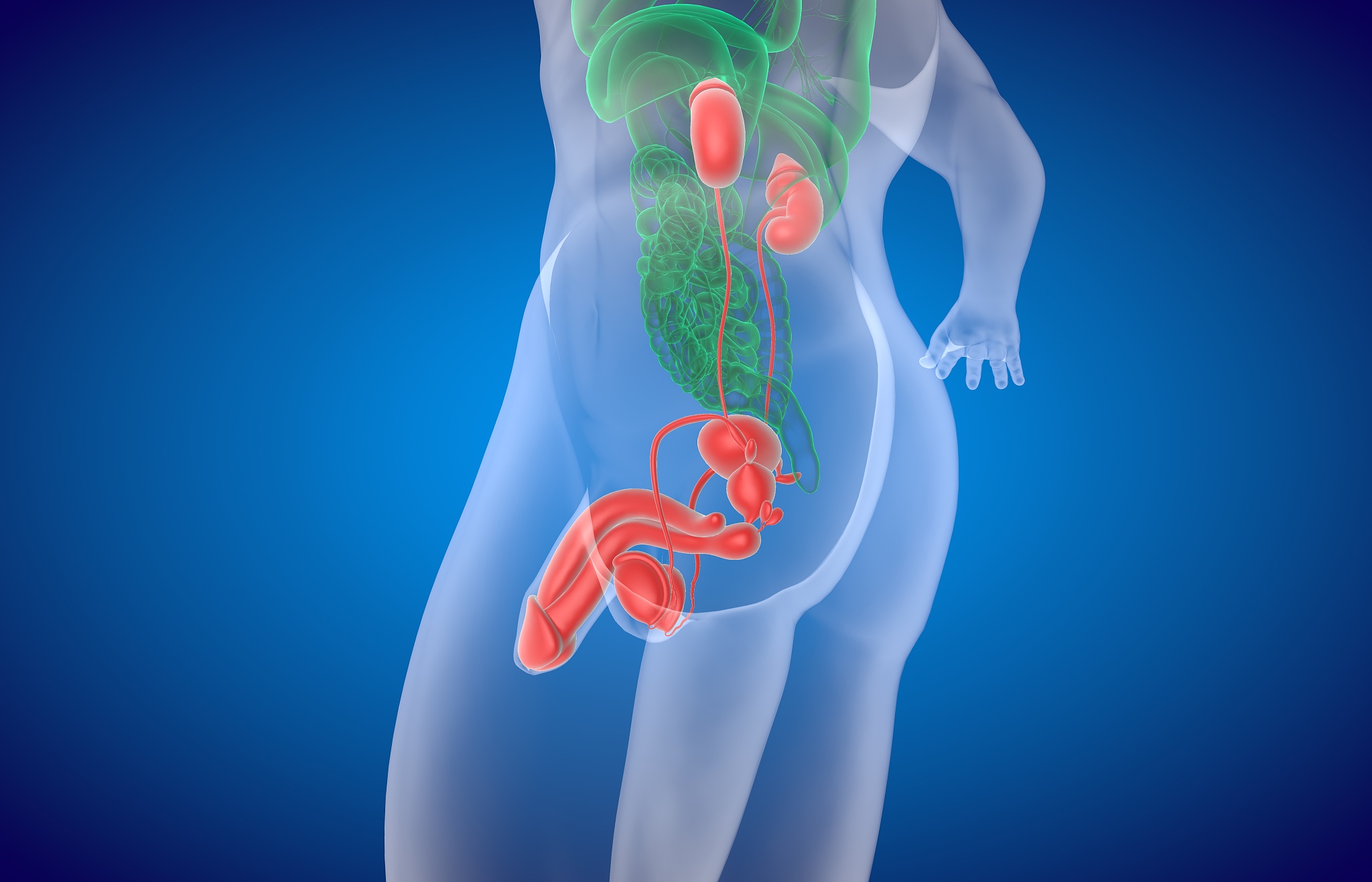 精巢下降与生物对高温的适应有什么关系吗