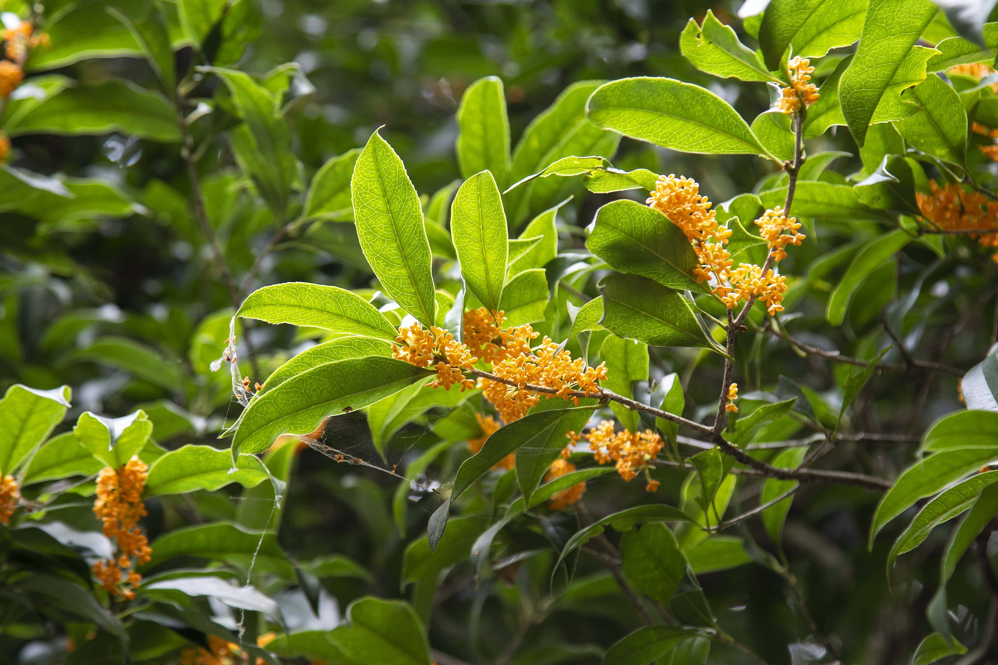野桂花：稀有植物，产地少，花蜜珍贵，蜜中之王