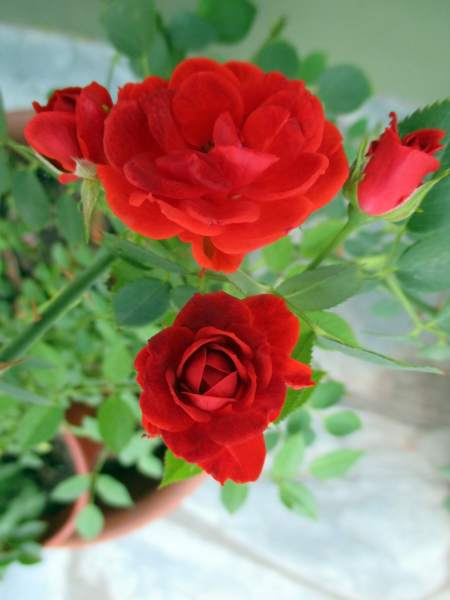 列举红色的东西并加上形容词