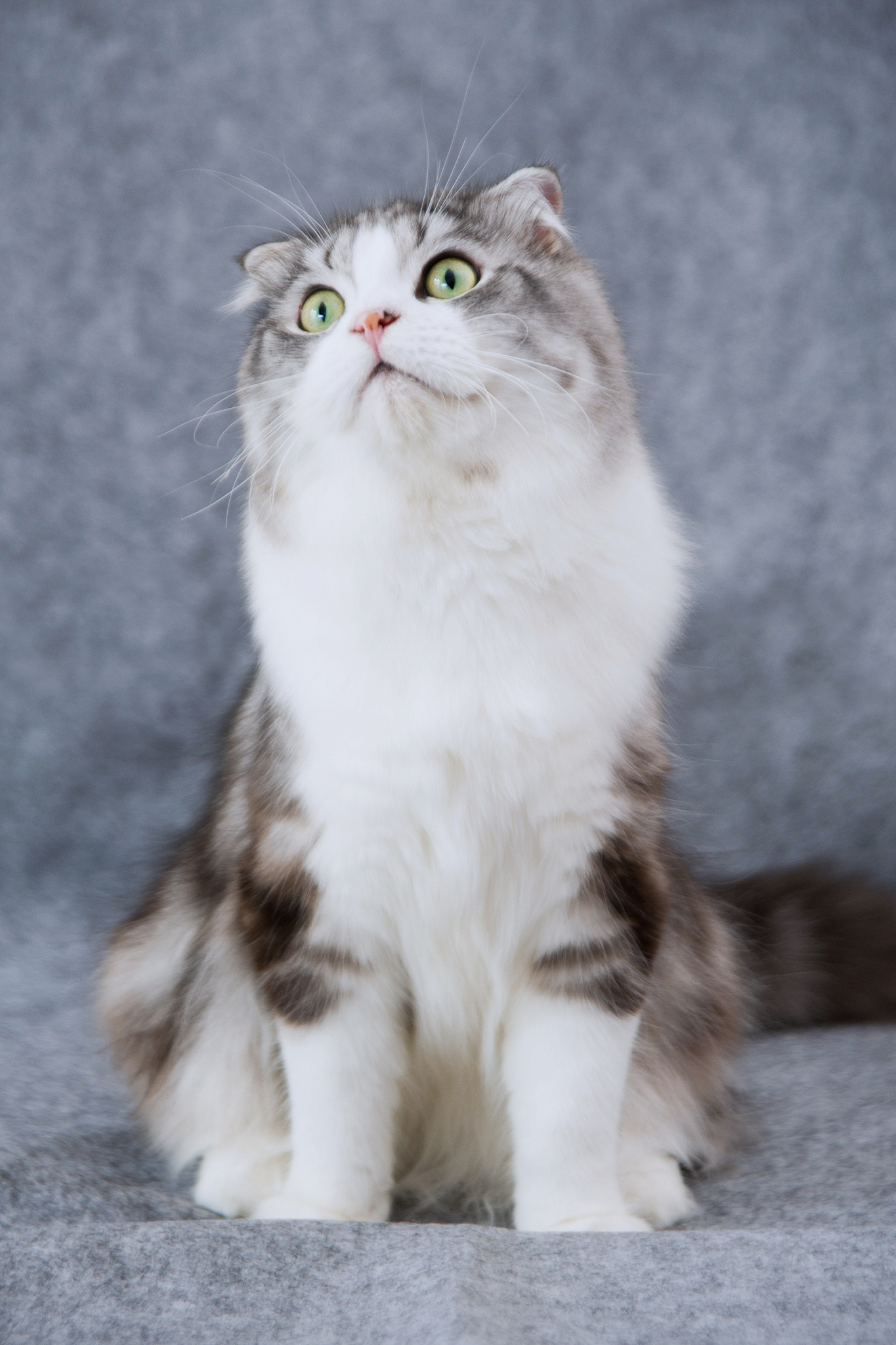 写一篇猫咪的品种：探索不同种类的宠物猫