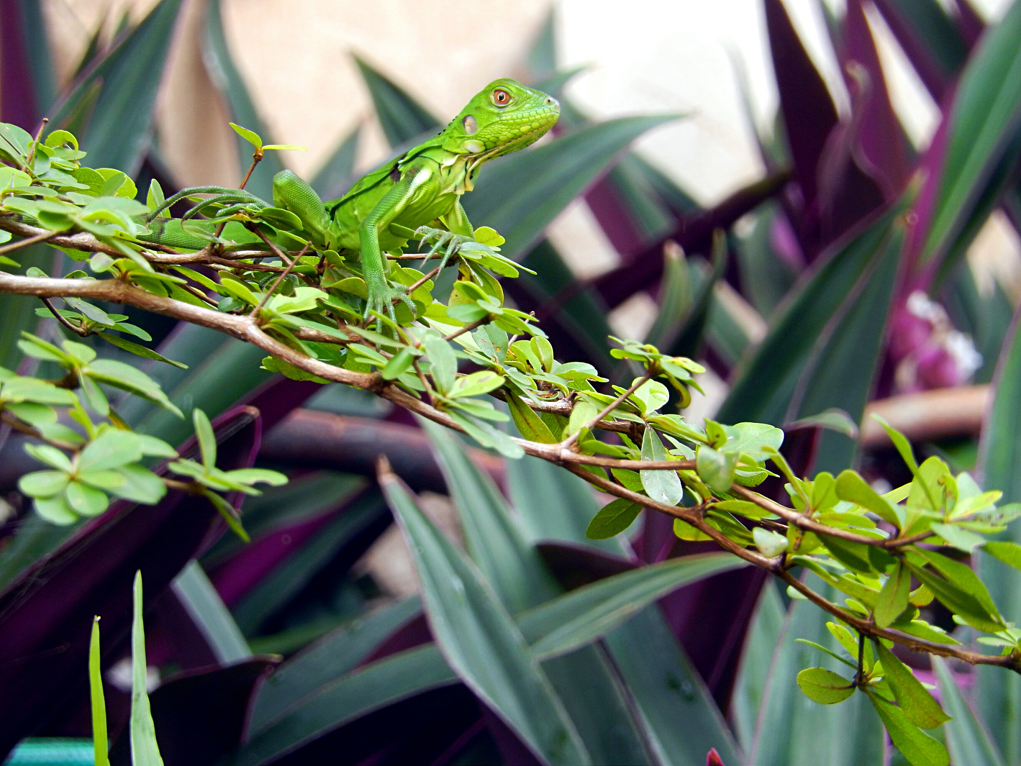 生态恢复对生物多样性和生态系统服务的影响：一项全球荟萃分析
