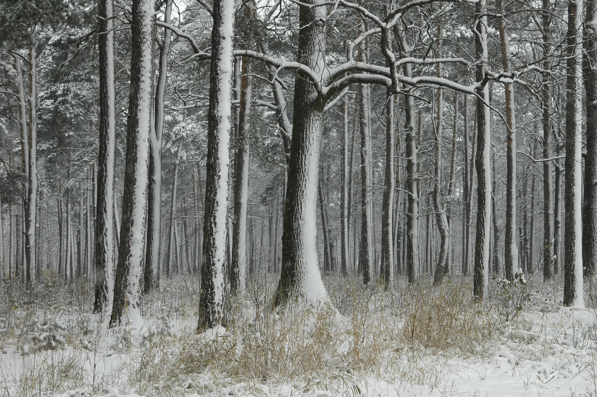 winter