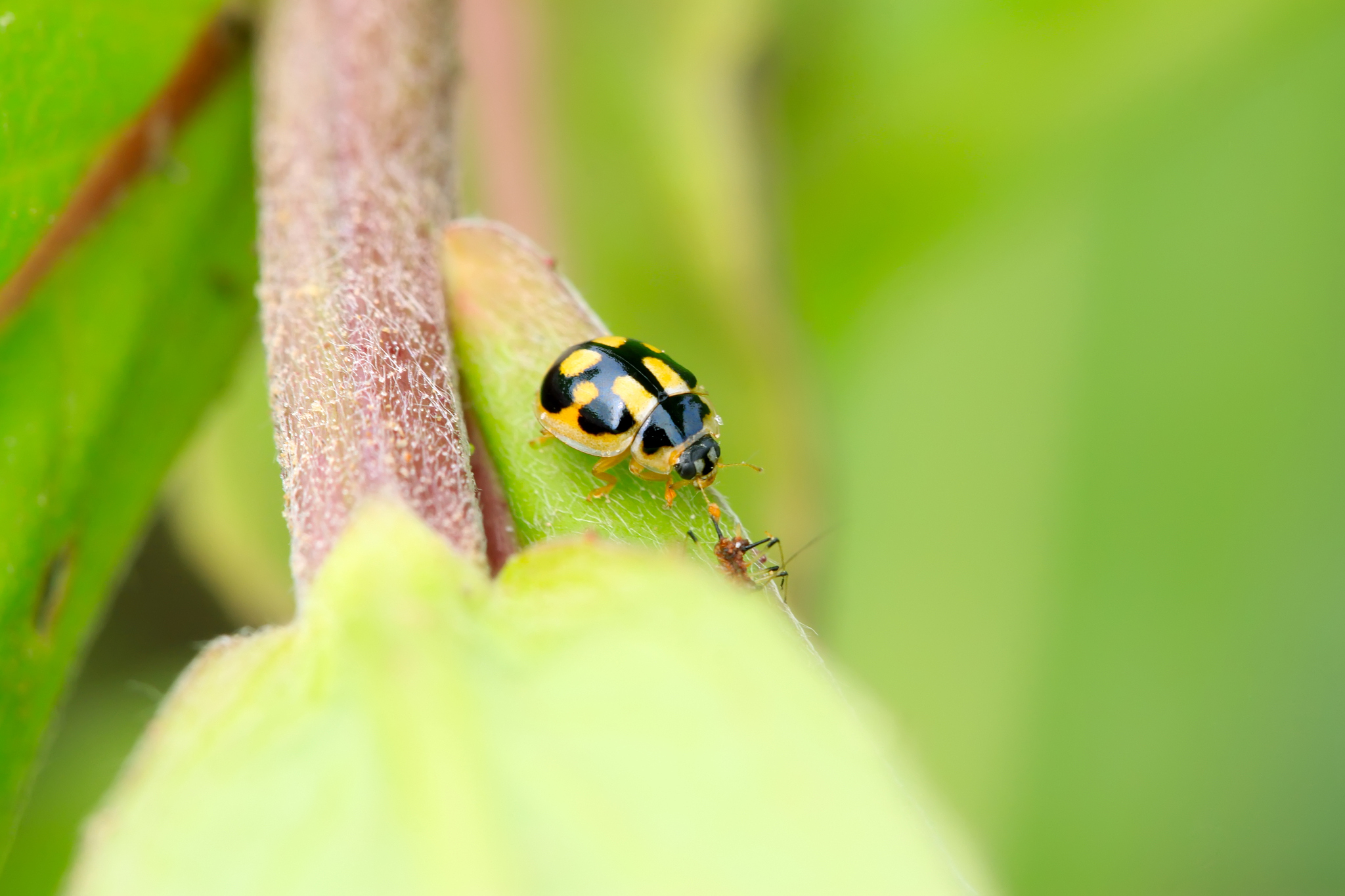 噢我的手指3 手游更新日志