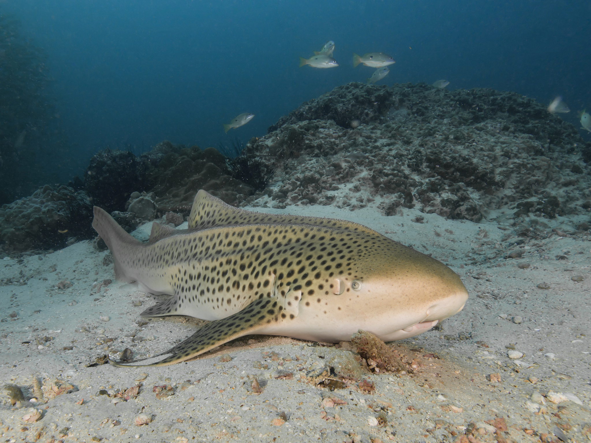 leopard shark resting on the sandy bottom