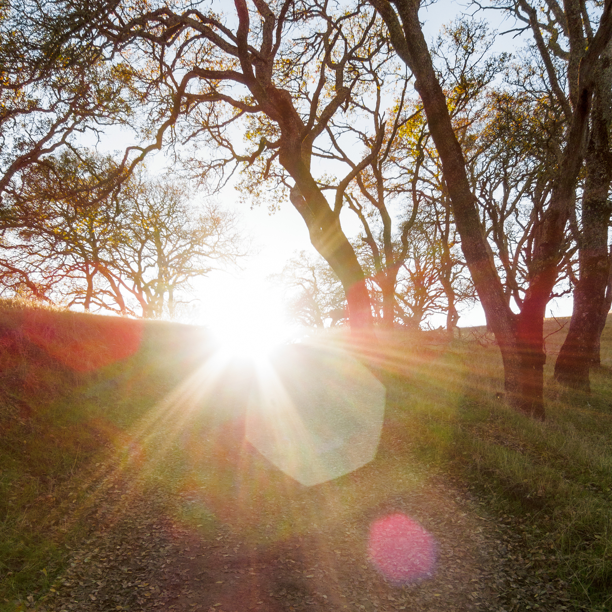 就在前几天我的一个学员只听我说晒太阳是件好事儿没听到后面还有适量两个字立马就去海边晒太阳去了晒了整整一天回来就感觉自己被晒伤了那么晒太阳有什么好处呢今天啊时老师跟大家谈一谈第一可以提升免疫力。自古中医有采日精的说法晒太阳有助于补阳气、补正气有助于增强人的免疫力。第二降低抑郁的发生率。研究发现充足的日照下人体的肾上腺素、甲状腺素以及性腺素的分泌水平会有所提升这将有效改善情绪低落、精神抑郁等问题。第三