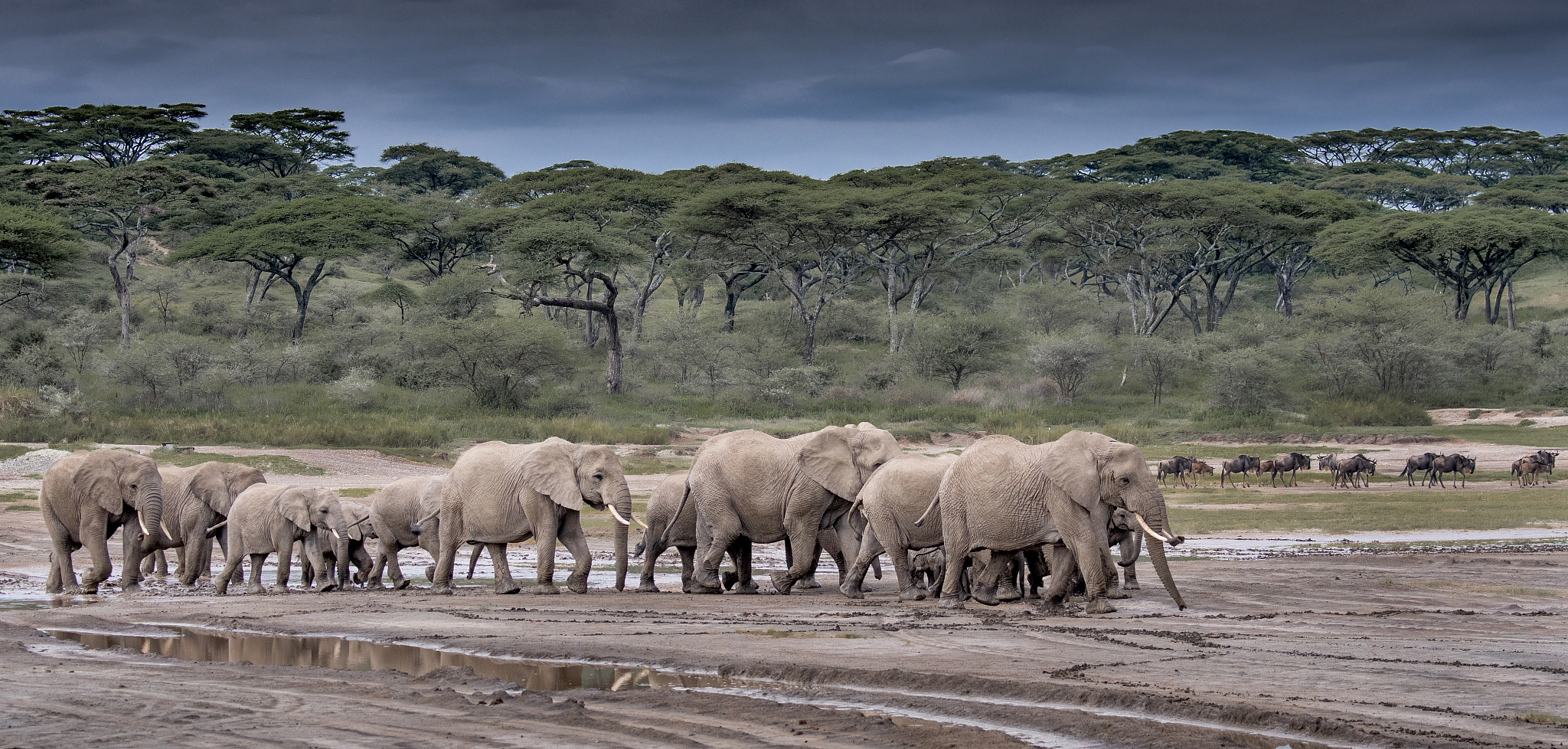 31 elephant herd