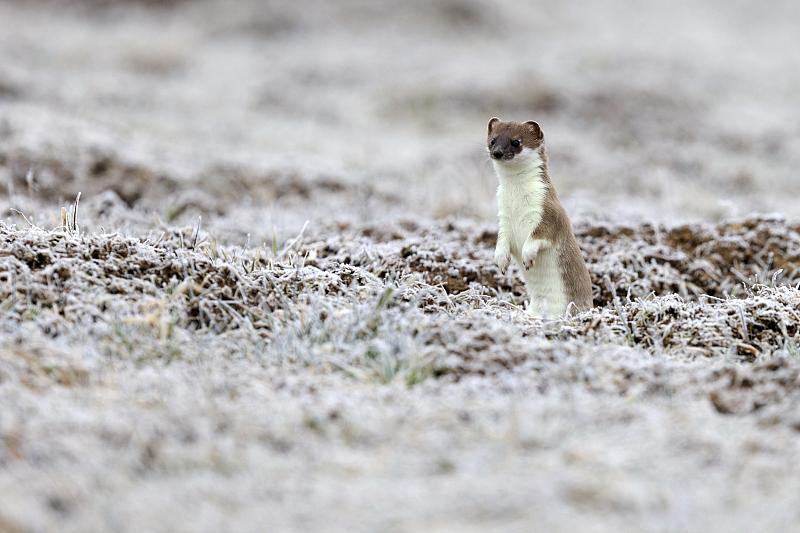 The stoat Mustela erminea also known as the Eurasian ermine has a very dense and silky white winter fur It moults twice a year slowly changing during spring to a sandy-brown summer fur
