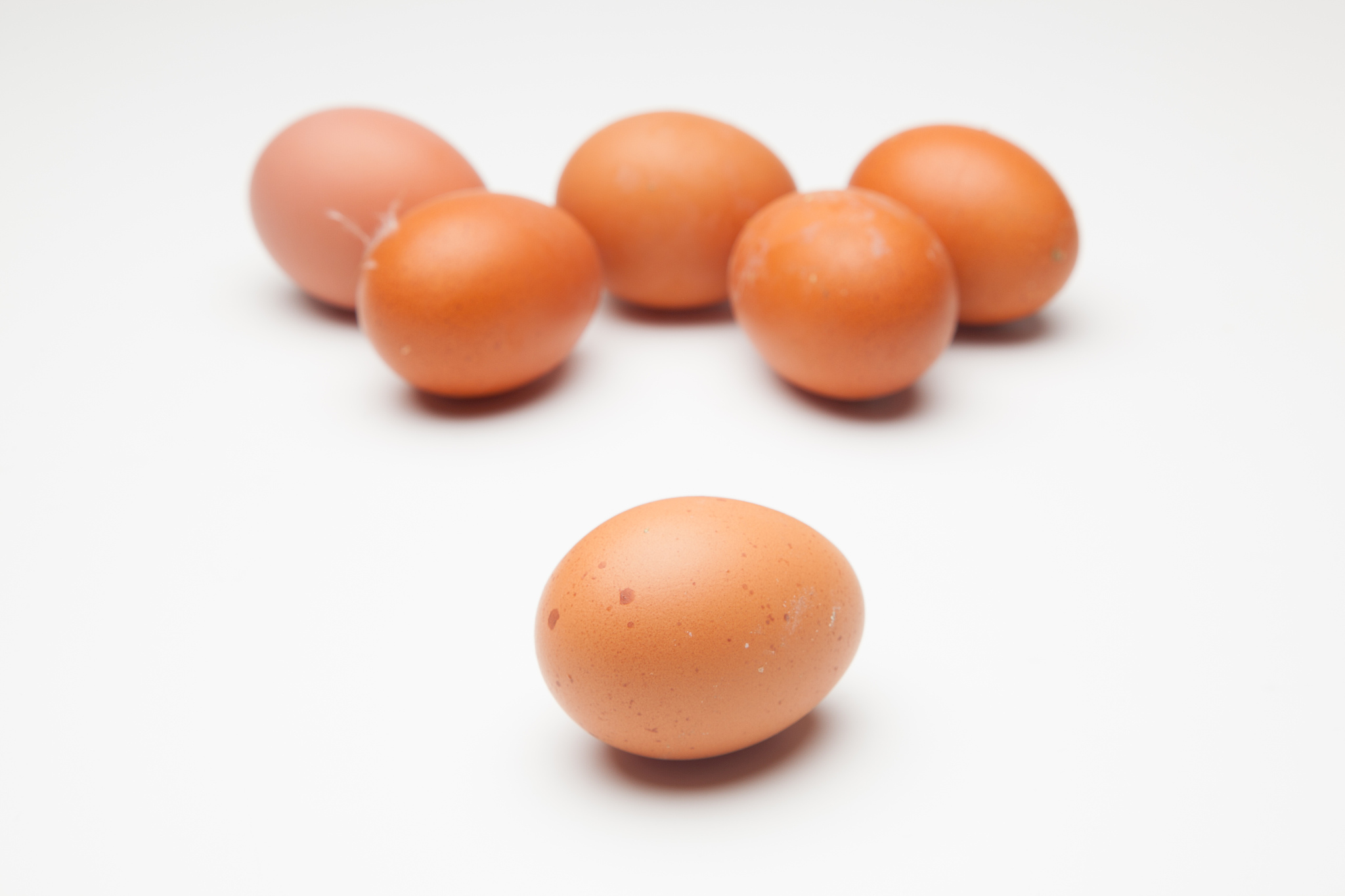 fresh chicken eggs
