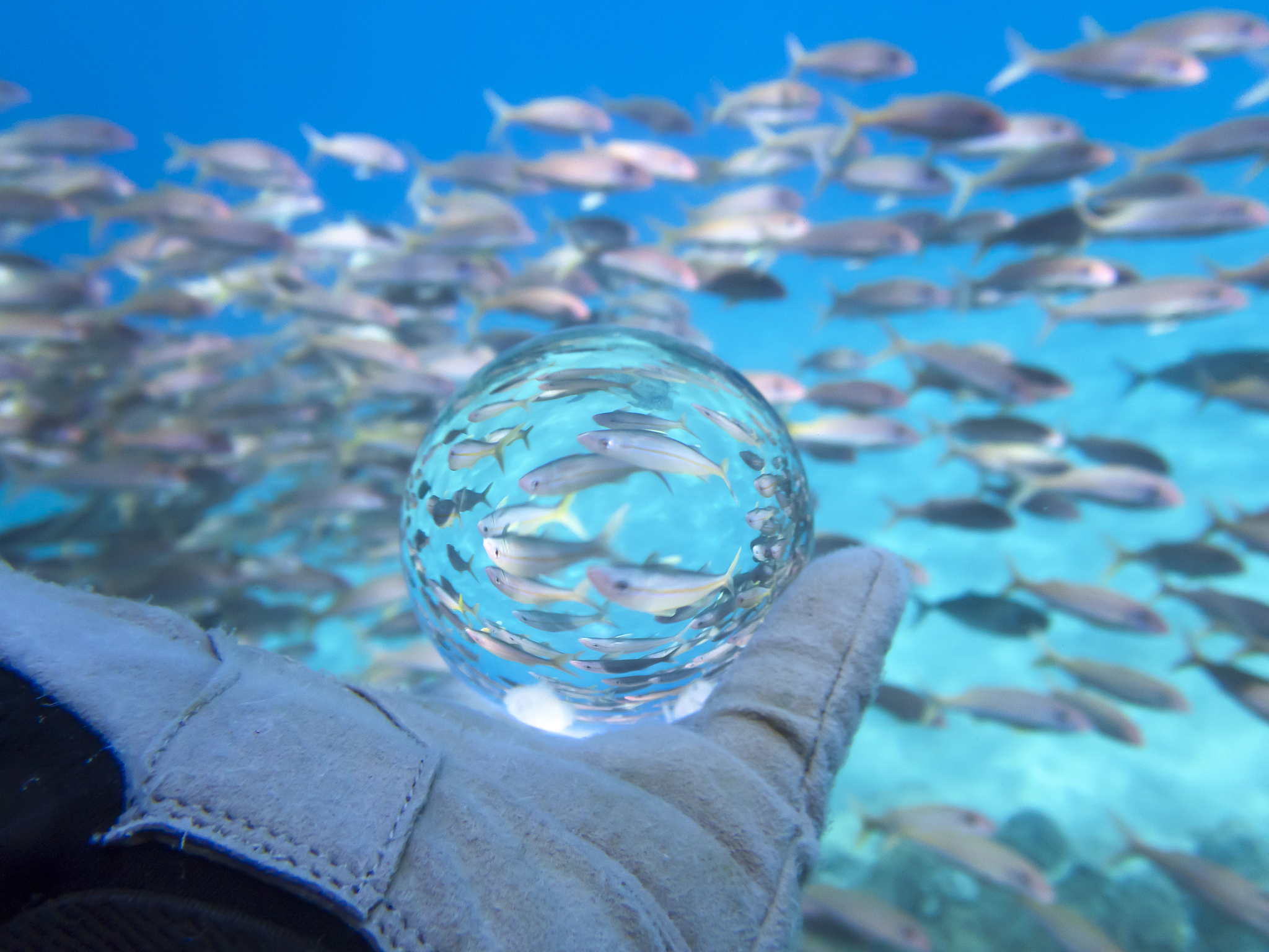 school of tropical fish in blue ocean captured in glass ball
