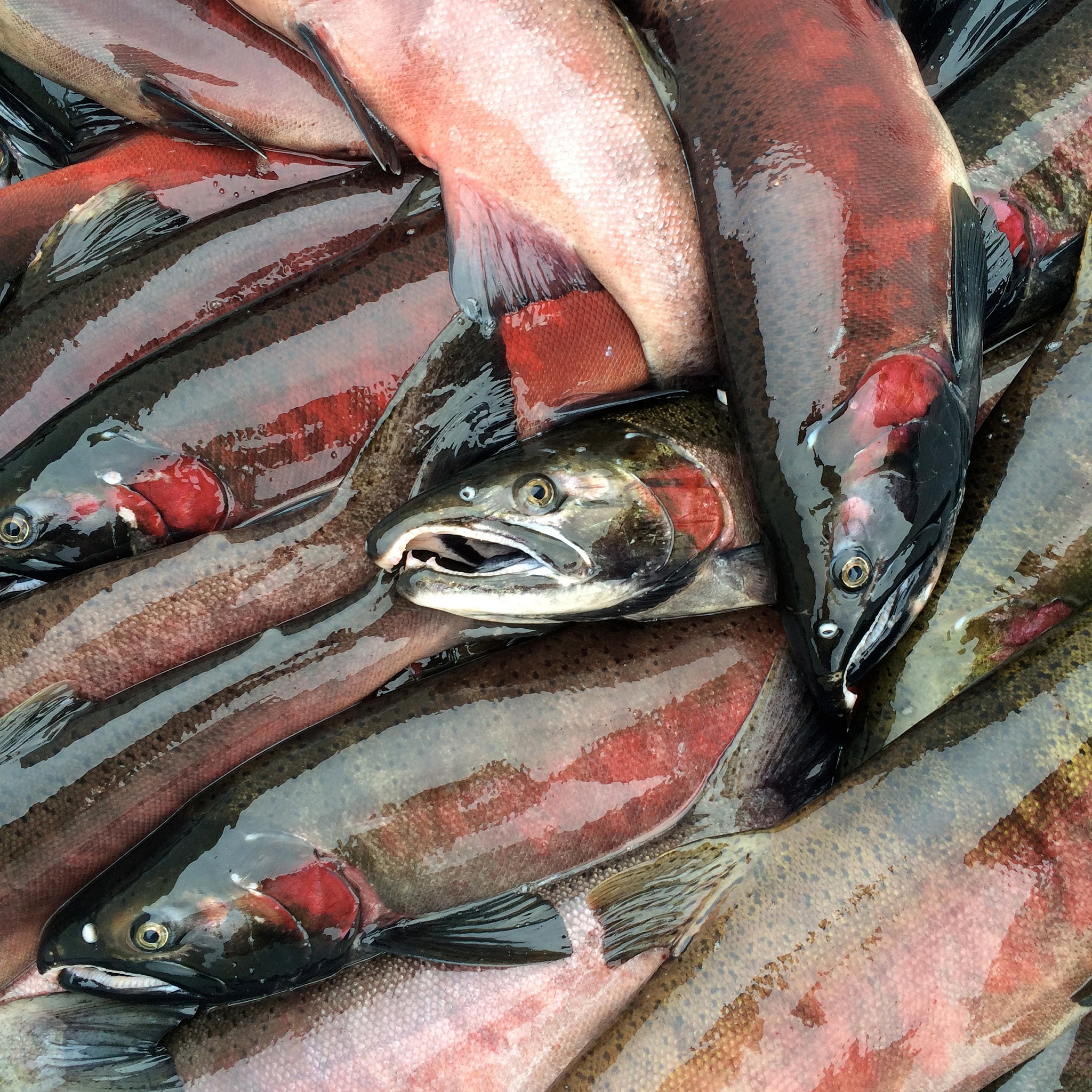 续写11 三文鱼的背景介绍