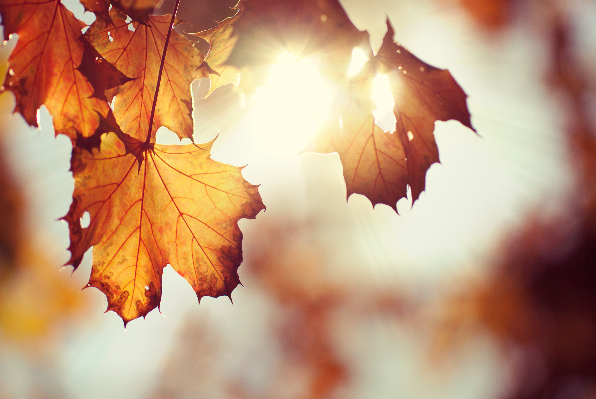 Translate to chinese Plants use sunlight to make their own food - this process is called photosynthesis Plants have a special green pigment called chlorophyll that traps sunlight The chlorophyll is fo