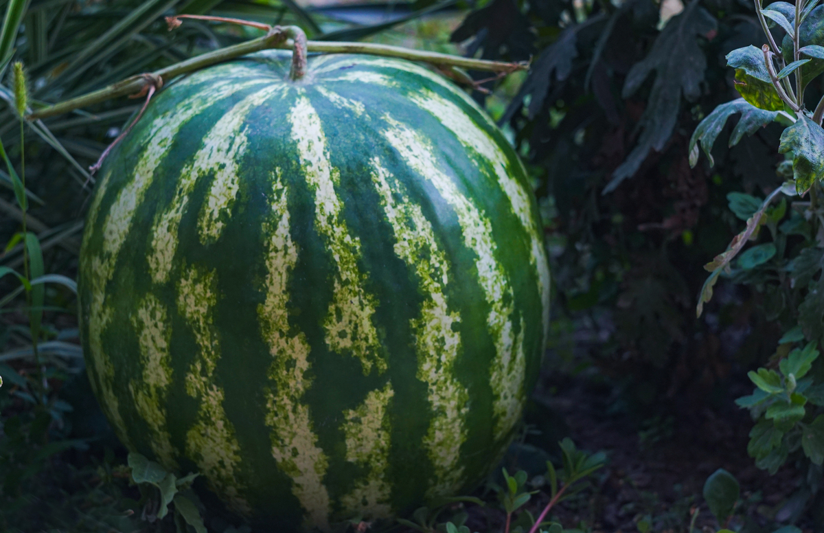 冬瓜南瓜西瓜为什么没有北瓜