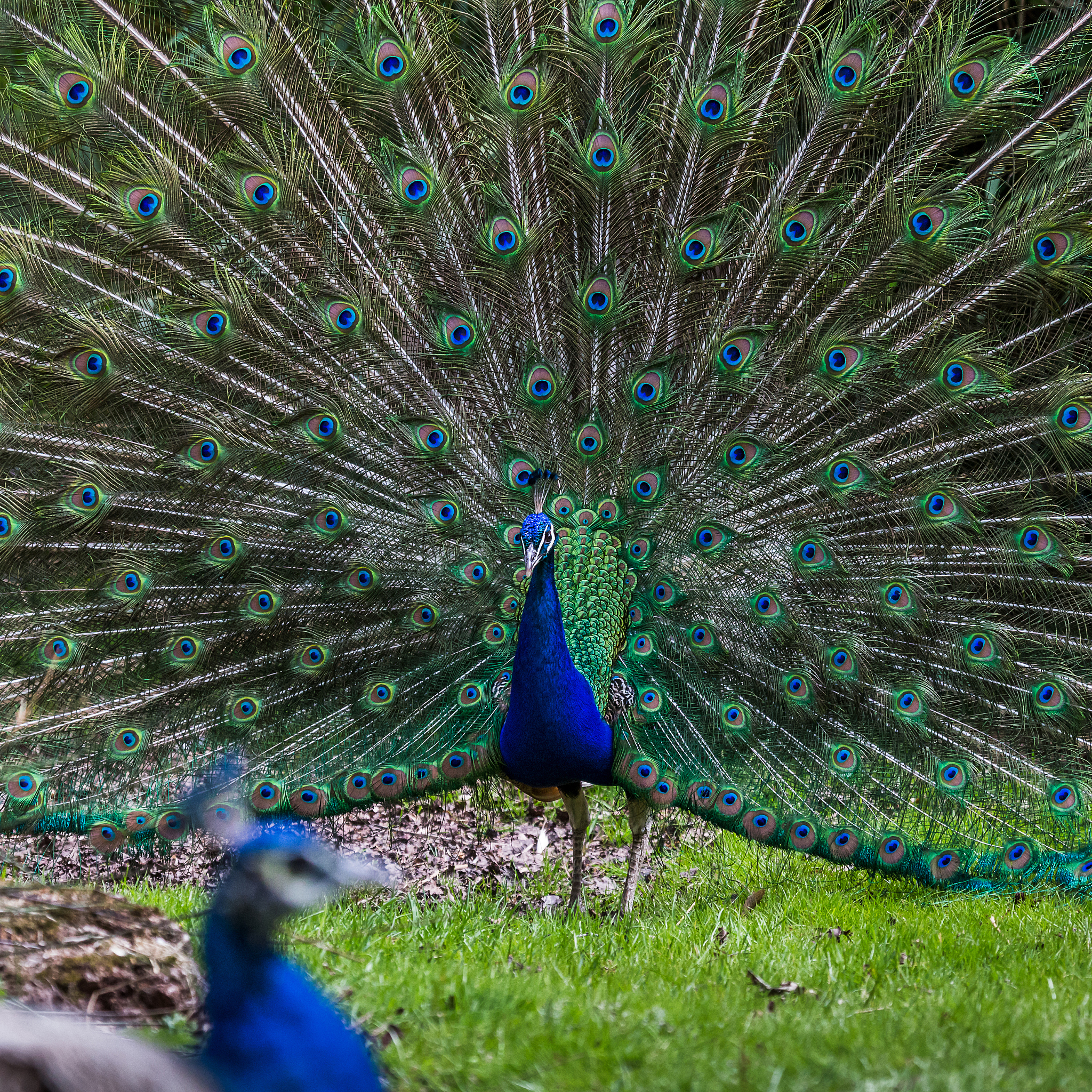 帮我翻译下面的中文并修改生成脚本五一假期我们全家一起驾车前往杭州野生动物园我们首先来到了孔雀园美丽的孔雀一点都不怕人还为我们开屏太美了接着我们又去看了白虎白虎是孟加拉虎的变种非常稀有白虎还为观众表演了跳水夺食十分精彩我们还去了熊猫馆我们的国宝圆滚滚的可爱极了这时它整在津津有味的吃着竹子动物园非常大我们坐上小火车开始穿越丛林我看到了东北虎大嘴巴的河马火烈鸟大象长颈鹿还有骆驼园区内还有很多的动物和游乐