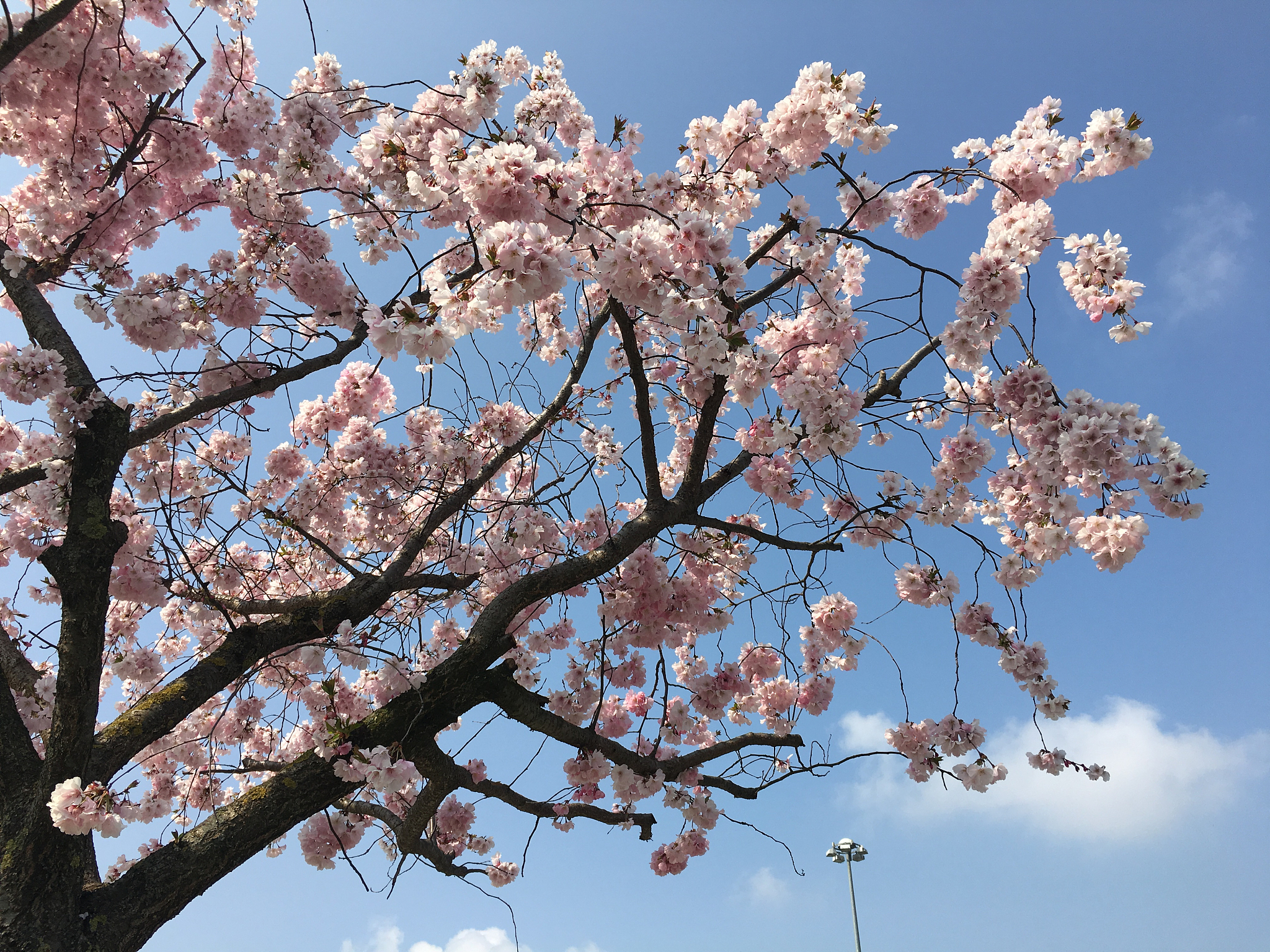 写出派派壁纸的软件介绍软件特色软件亮点软件功能软件测评