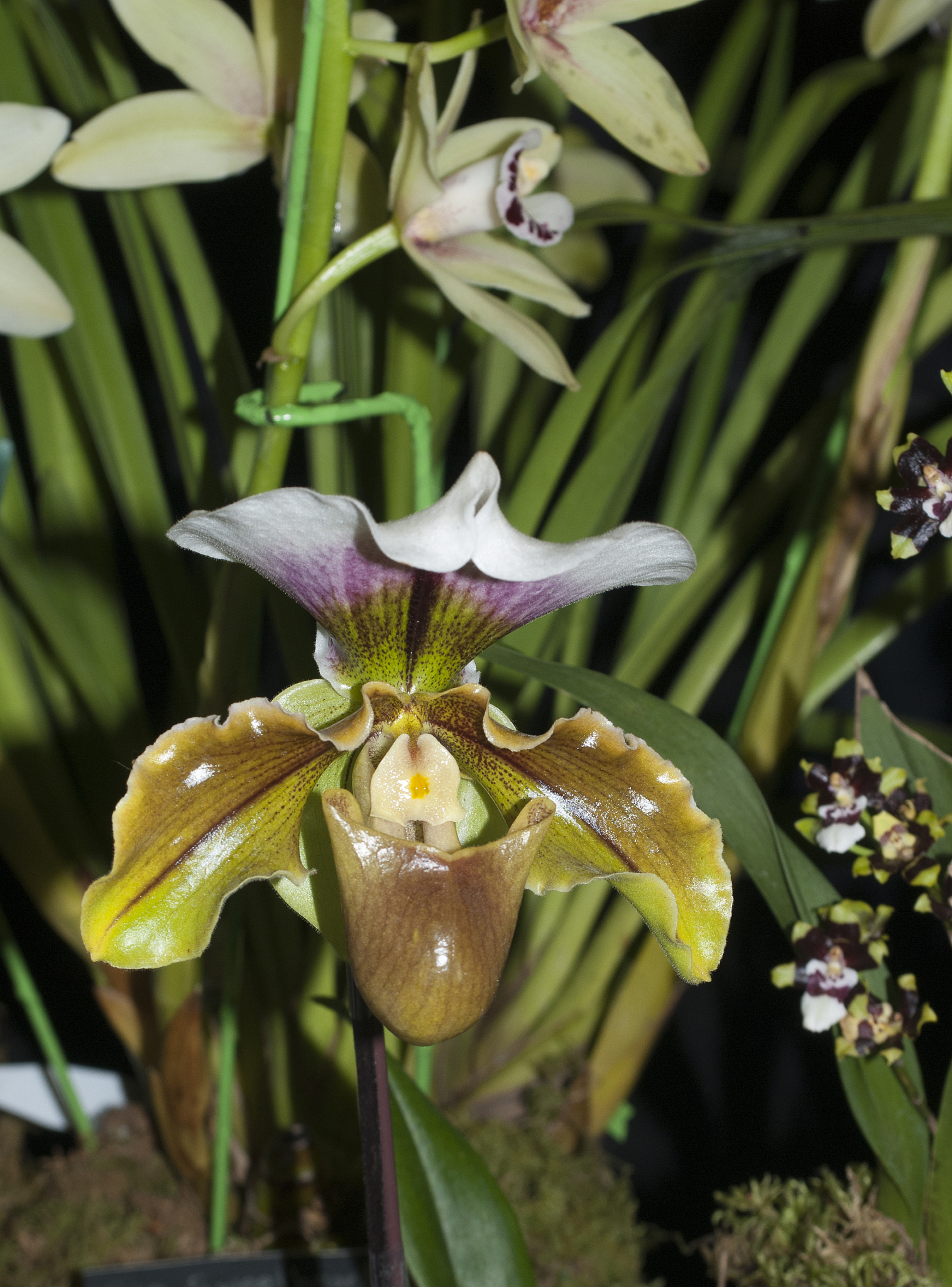 orchids