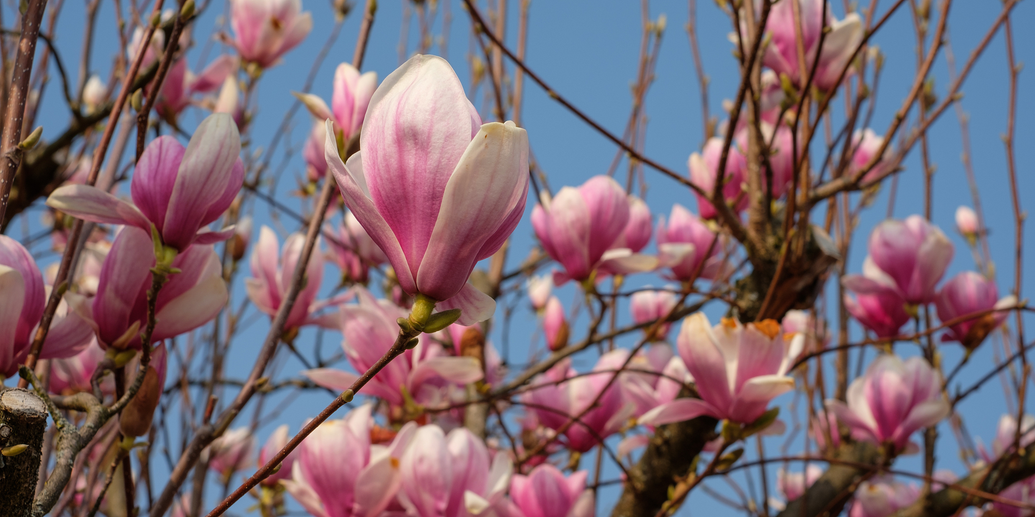 white pink mangonlia blossom