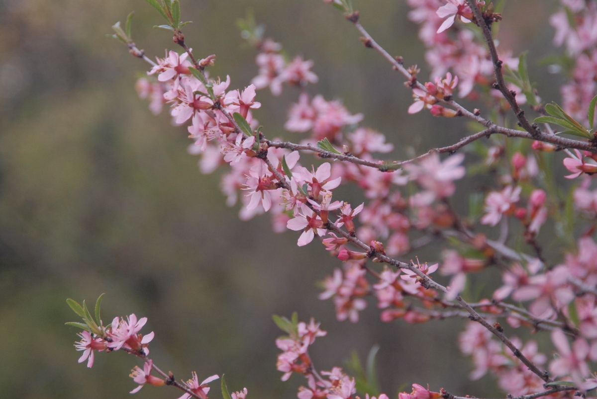 桃之夭夭，灼灼其华：春之使者，美与生机