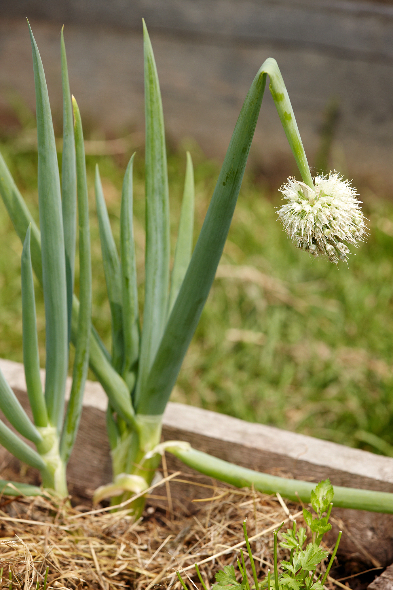 onions growing in earth