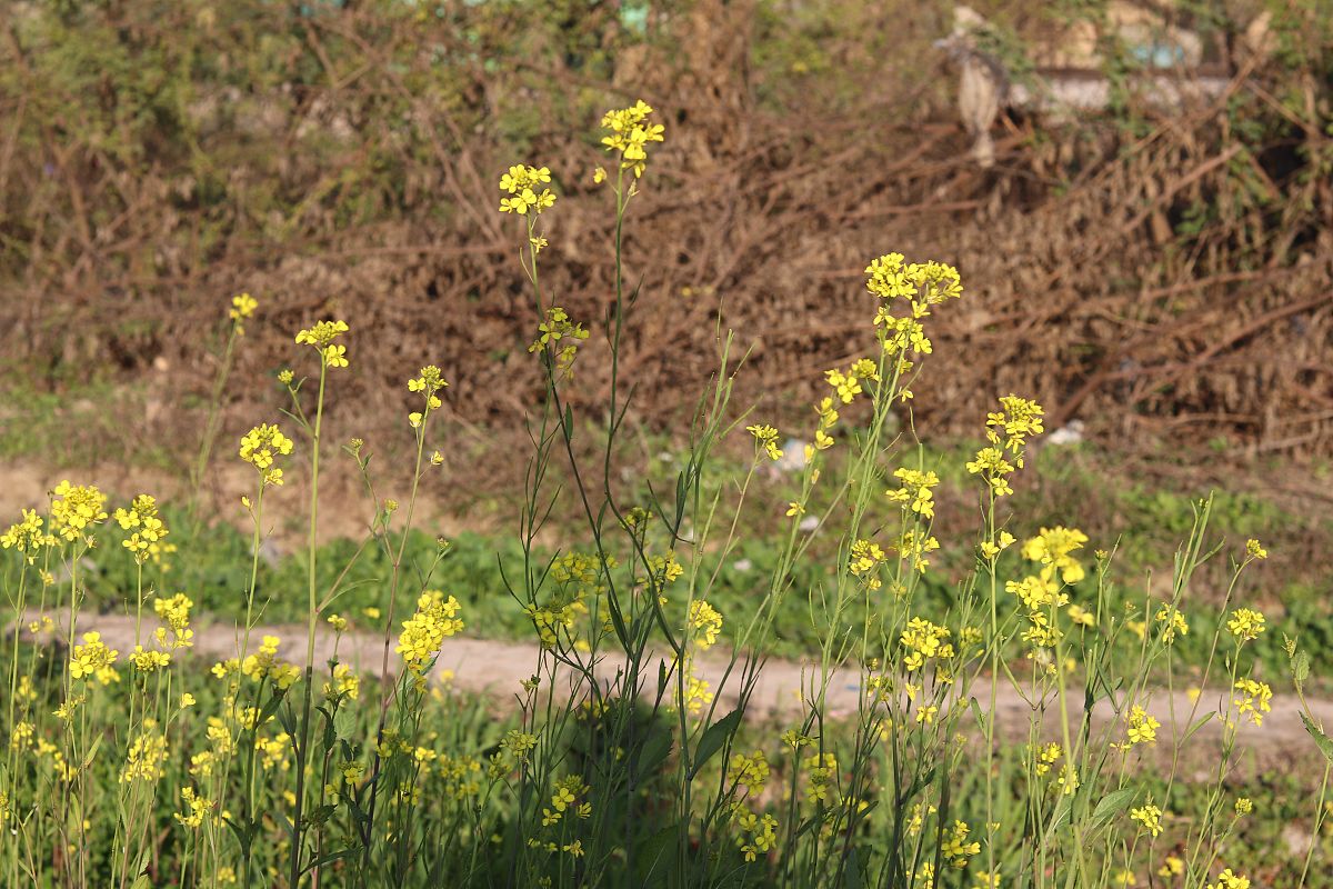 四川省屏山县职业技术学校现代农艺技术专业就业前途大不大