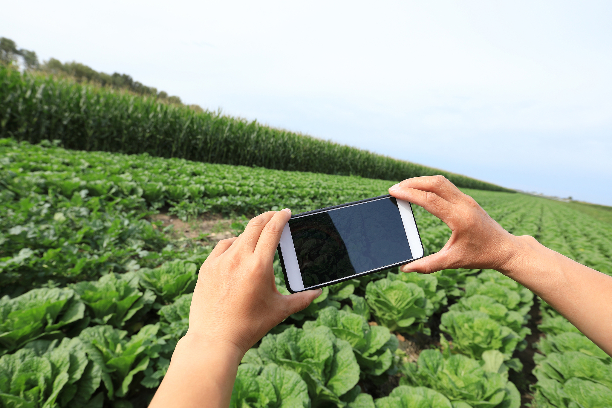 研发安卓版本的智能移动客户端采用模块化方式面向用户提供有针对性的施肥指导在养分空间分布的基础上采用基于到位服务LBS的方式获取土壤的基础信息针对每种作物进行氮磷钾需求分析以此开发特定作物的施肥指导建议。换个简单的说法