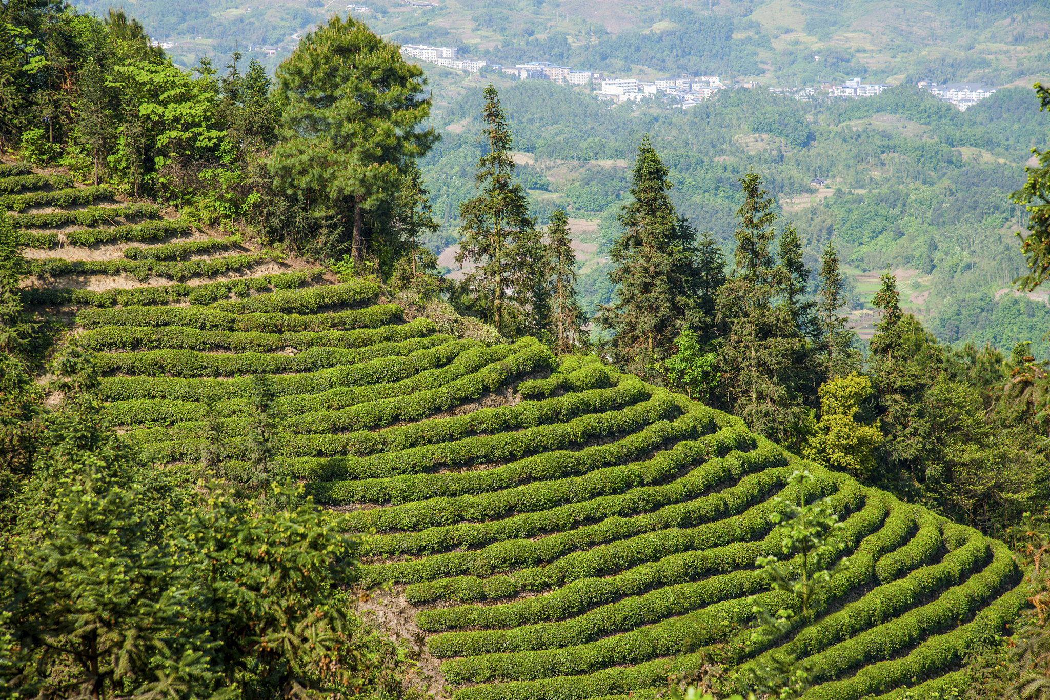 影响神农架下谷坪野茶茶园的分布因素