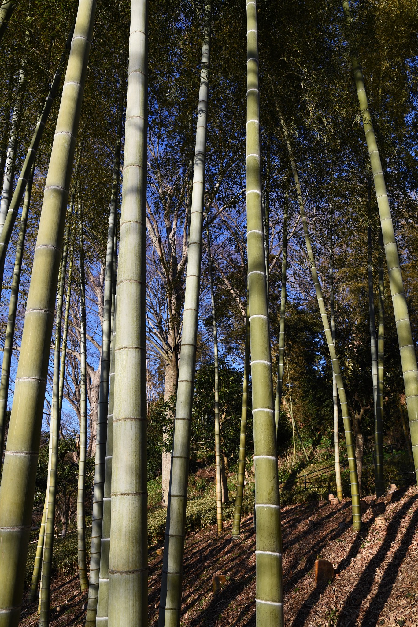 the bamboo forest