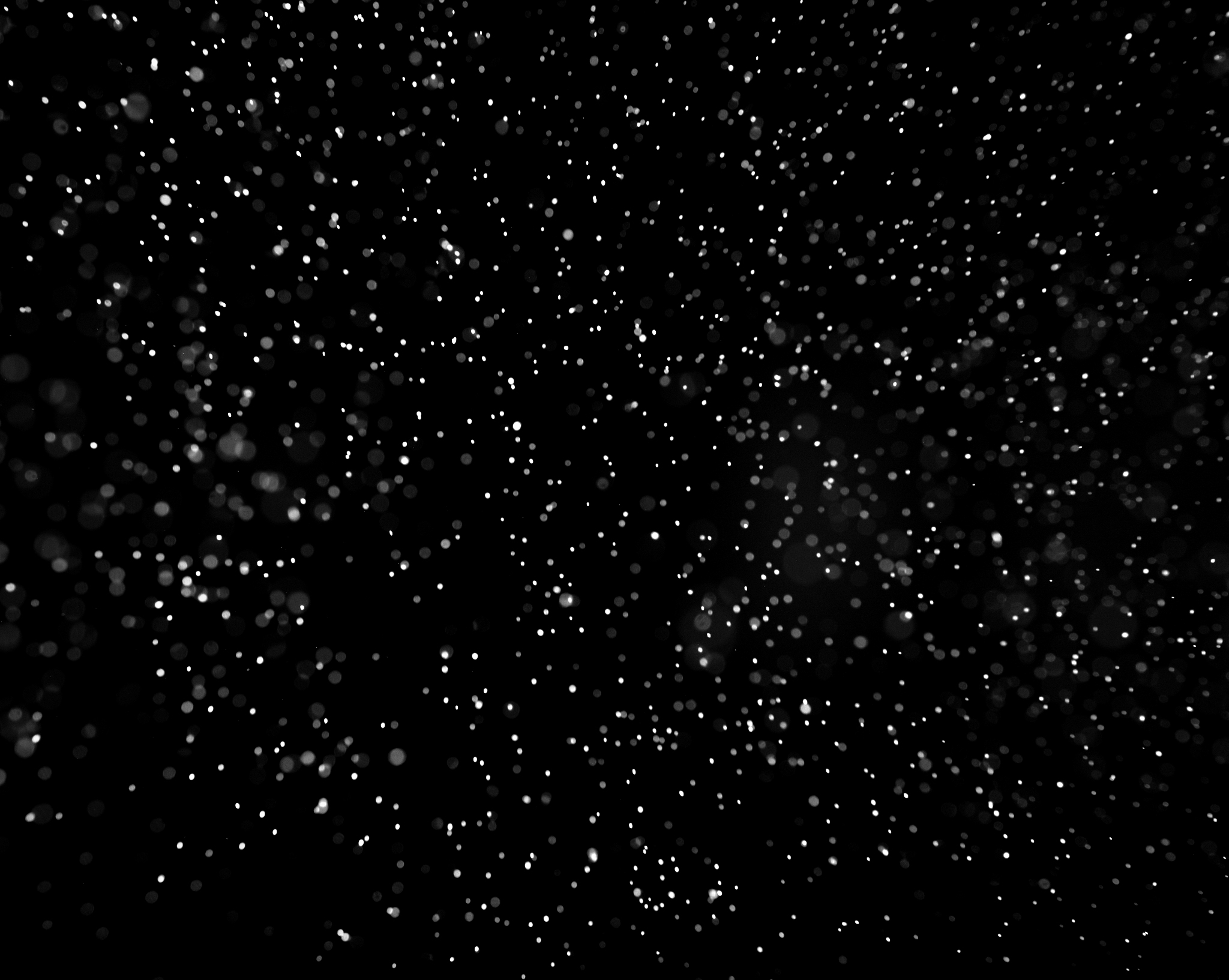 falling snow down on the black background