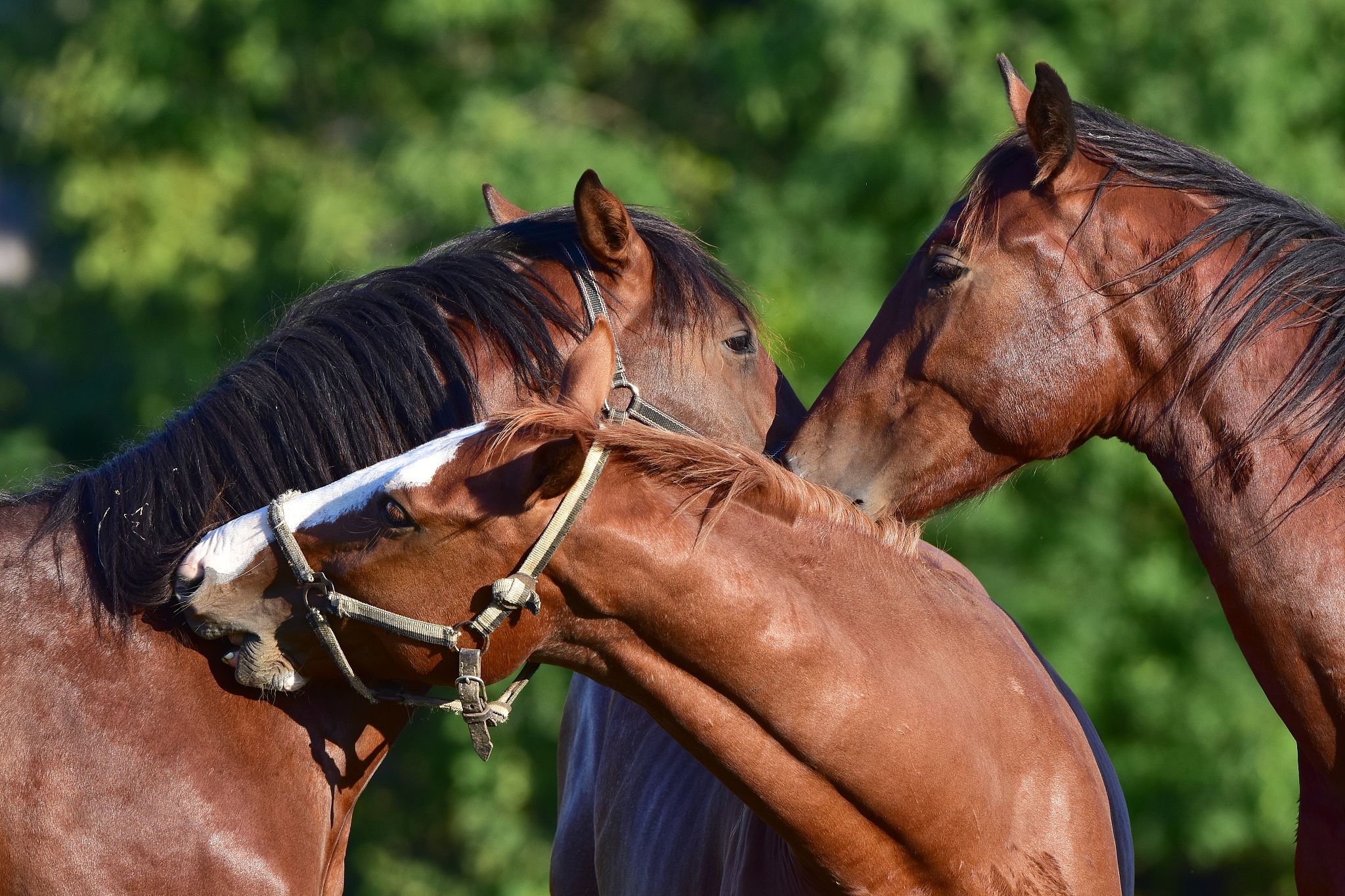 horses
